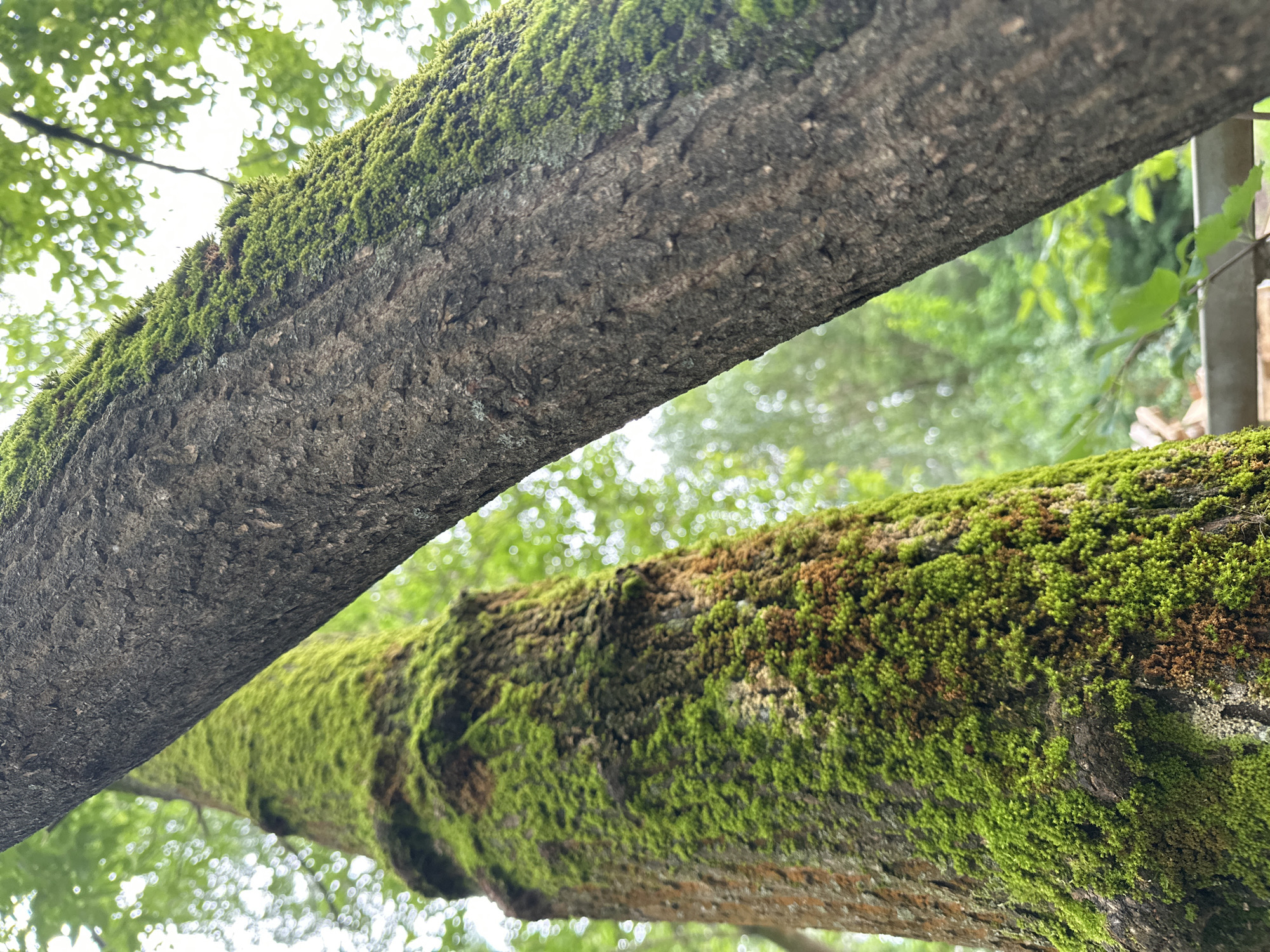 This media file depicts a close-up, low-angle view of two moss-covered tree branches against a backdrop of dappled sunlight filtering through green foliage. The branches are thick and textured, with the bark of the upper branch clearly visible beneath a layer of vibrant green moss. The lower branch is almost entirely enveloped in lush, textured moss, with patches of brown showing through, suggesting varying moisture levels or moss types. The overall scene is one of nature's detail, focusing on the organic textures and colors of the tree bark and moss. The lighting suggests it is daytime, likely a bright day with partial shade from the leaves above. The out-of-focus green leaves and the bright, bokeh-like highlights of sunlight indicate a forest or wooded area. The presence of moss suggests a humid or temperate environment. While no people or specific objects are identifiable besides the natural elements, the image evokes a sense of tranquility and the natural beauty of a forest setting. The location context provided is Chaikovsky, Russia, which aligns with a potential natural landscape setting. There is no visible text in the image.