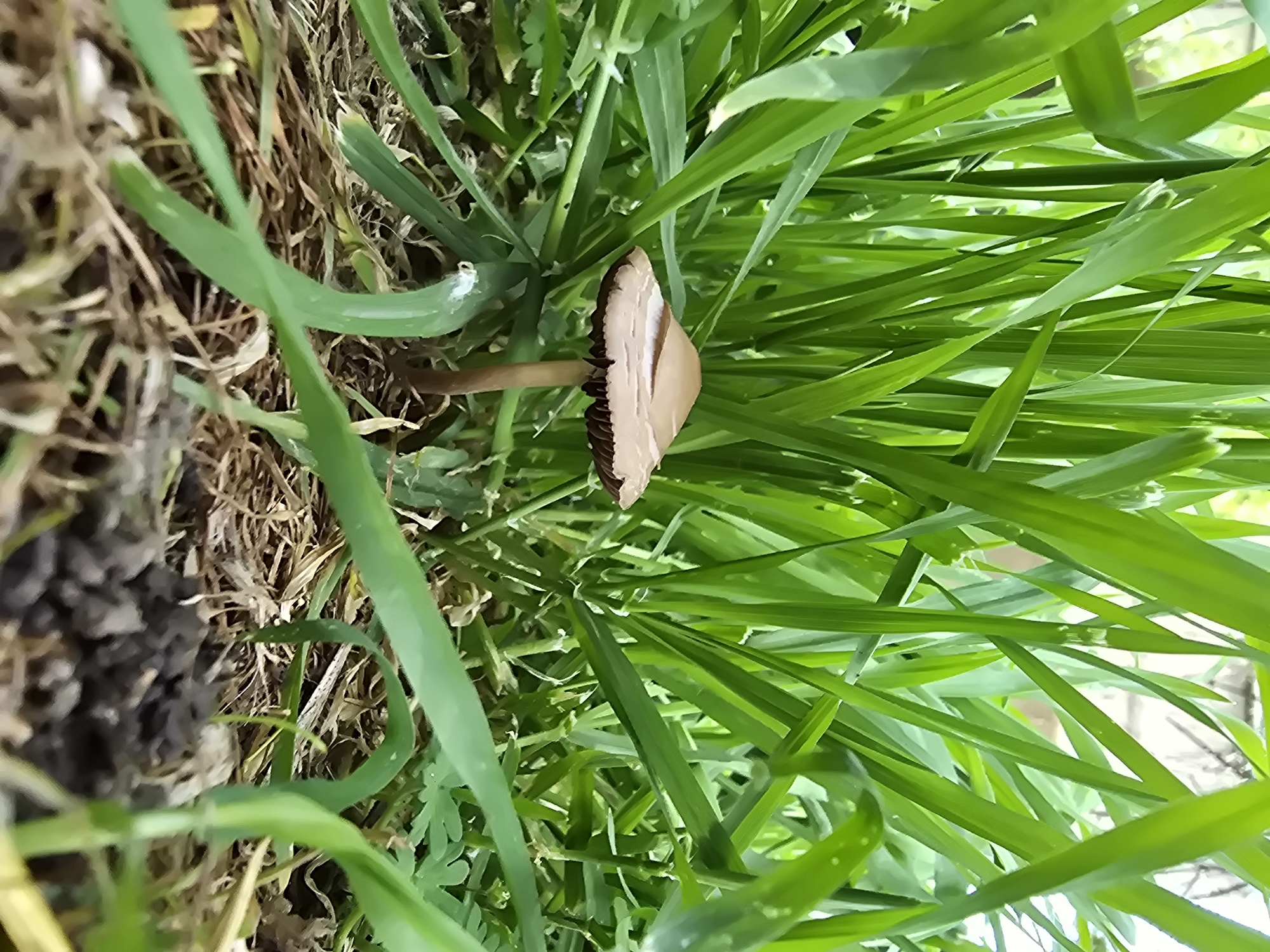 A medium shot depicts a tan mushroom with dark gills in a patch of green grass. The mushroom is positioned towards the center of the frame with the cap tilted to the right. To the left, there is a patch of dry, brown vegetation and soil. The background is filled with vibrant green grass. There is no indication of a specific location in the city of Unknown. The scene is focused on the mushroom and its immediate surroundings.