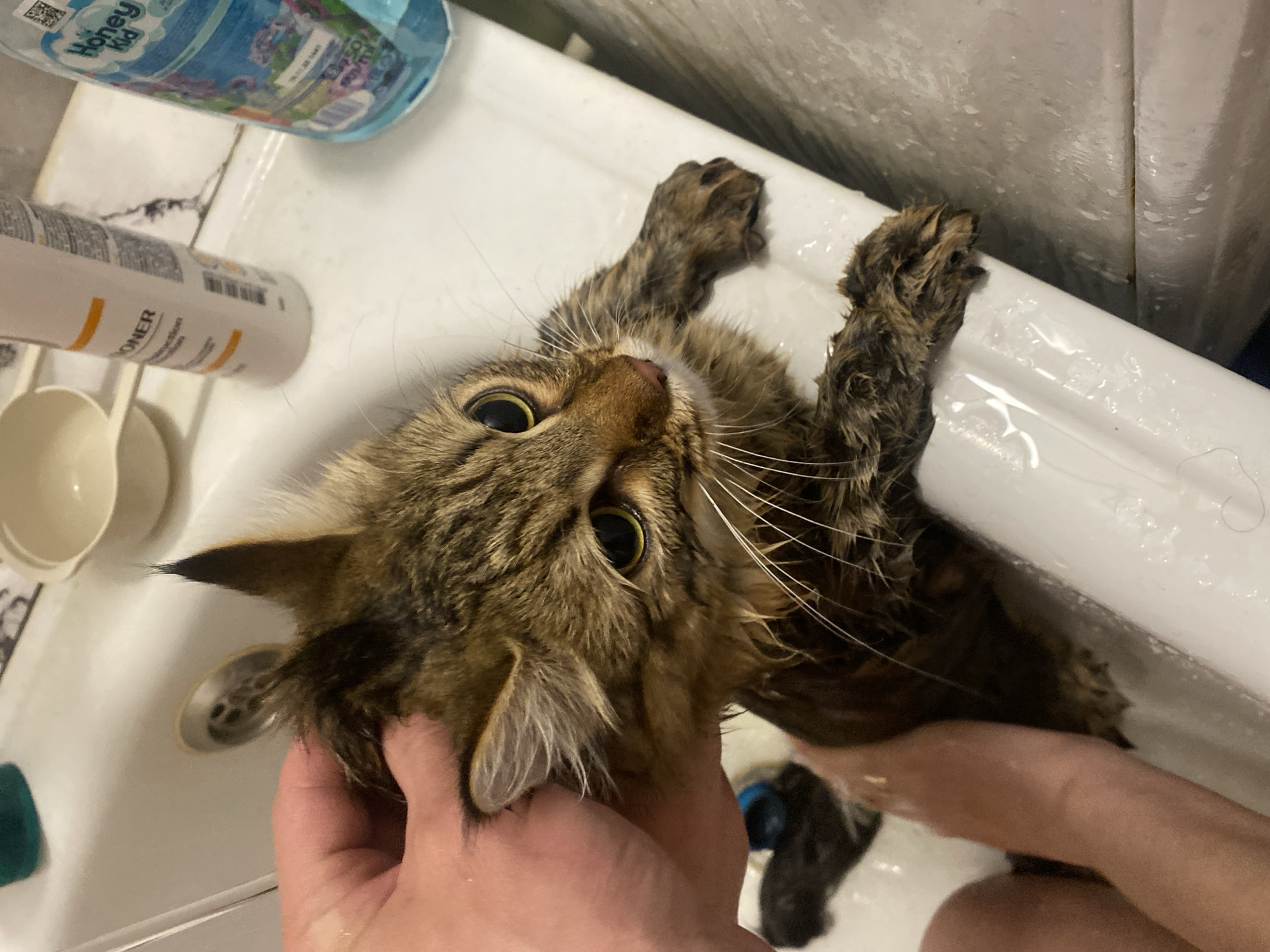 A medium shot captures a wet, brown tabby cat being held in a white porcelain sink. The cat is looking upwards with wide, slightly panicked yellow eyes. Its fur is matted and dark from the water. The sink contains traces of water and possibly soap suds. A hand is holding the cat's head gently. Various toiletries are visible on the sink's edge, including a bottle of "Honey Kid" shampoo and another white bottle with the word "TONER" printed on it. The background suggests a typical bathroom setting with light-colored wall panels. The location is Chaikovsky, Russia.