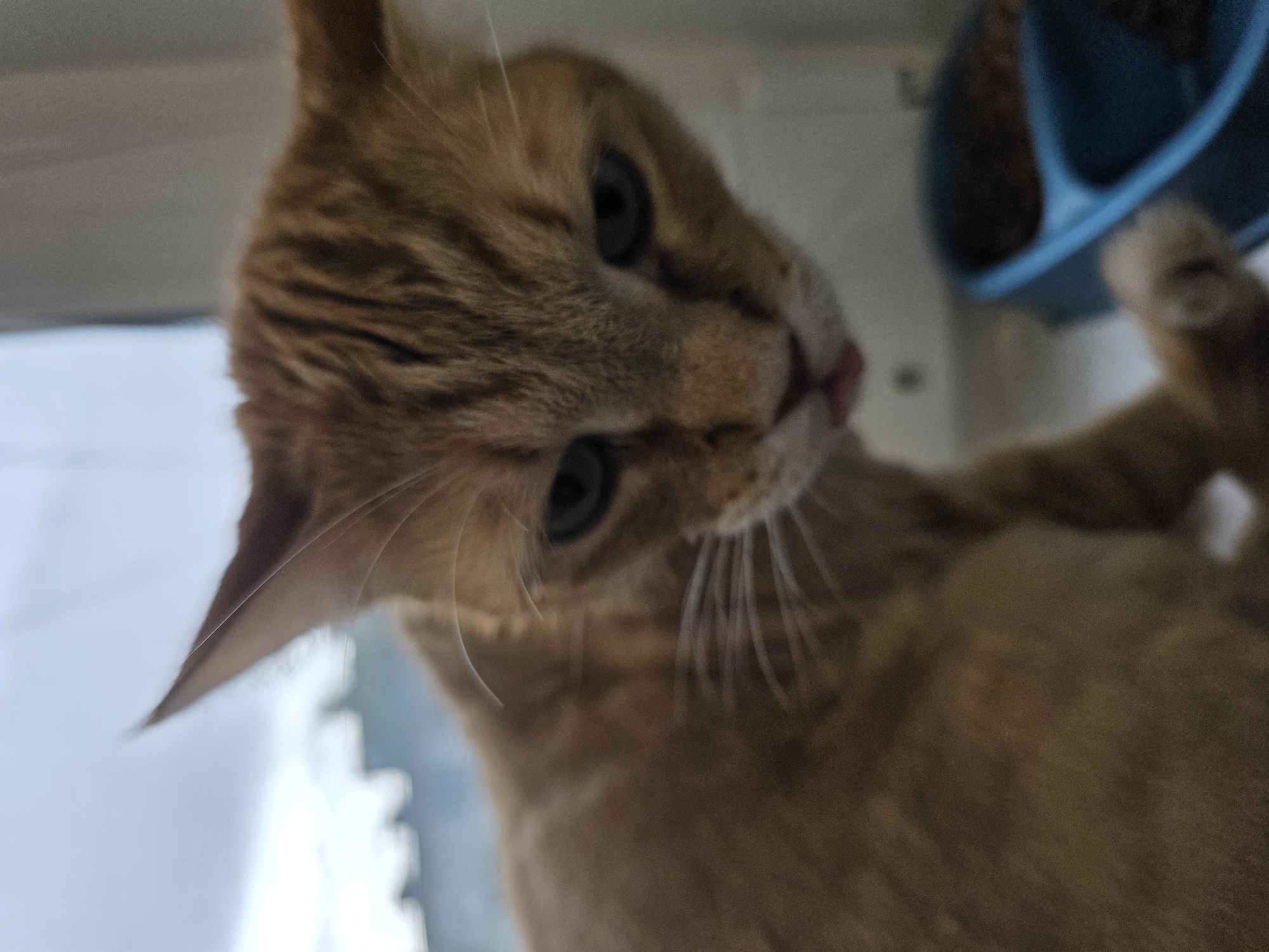 A close-up, slightly out-of-focus photograph shows an orange tabby cat with its tongue sticking out, possibly while eating from a blue food bowl visible on the right side of the frame. The cat is positioned in the foreground, with its head tilted downwards. The background features a window with a blurry view of an overcast sky and possibly some distant trees or buildings. The image appears to have been taken indoors, near a window sill. The location is the city of Chaikovsky, Russia.