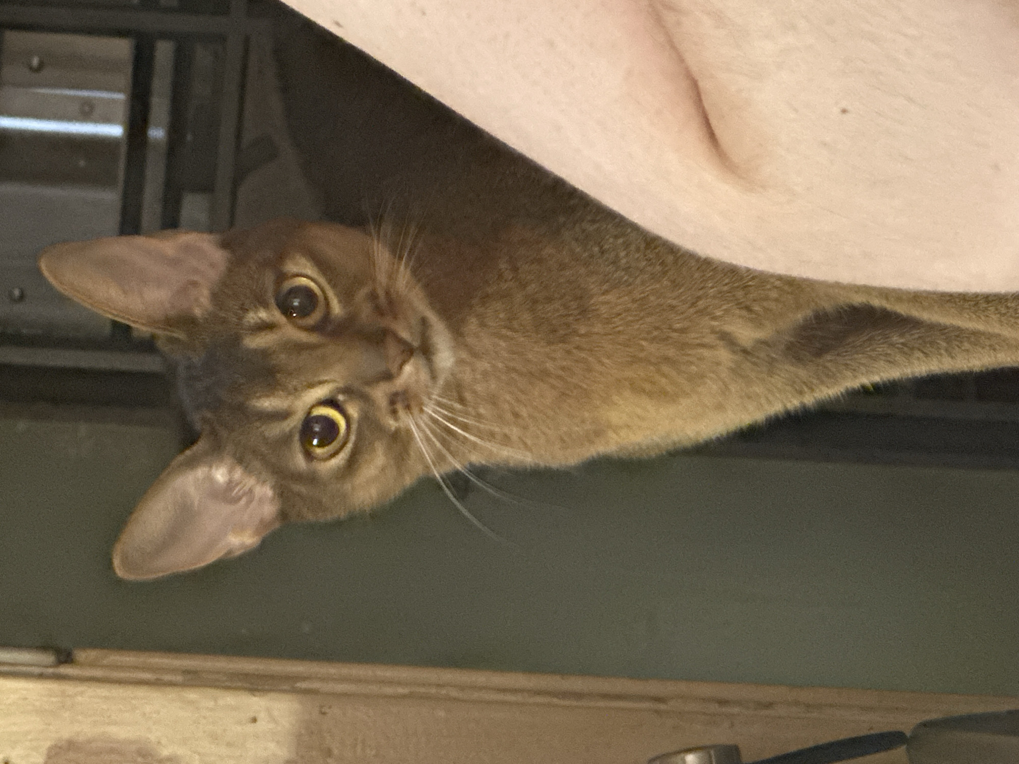 An Abyssinian cat is lying on a human's arm. The cat is facing the viewer. The location is unknown.