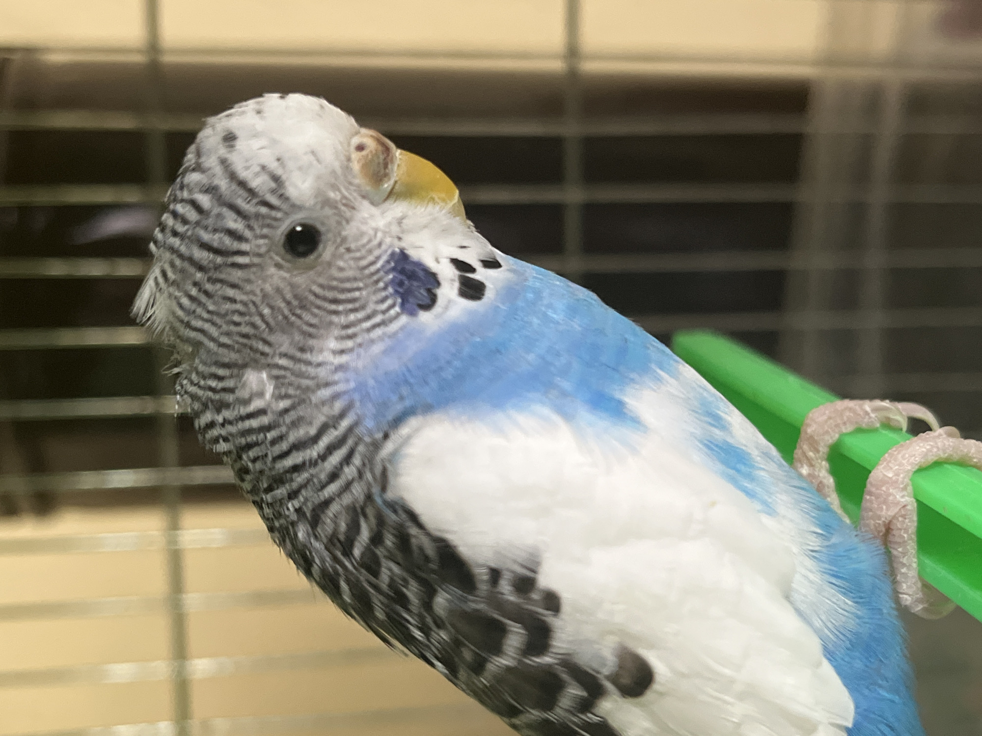 A budgerigar (Melopsittacus undulatus) is depicted in a close-up, side profile, perched on a green plastic rod within a cage in Shumen, Bulgaria. The bird exhibits white plumage on its ventral side, with a distinct transition to blue coloration on its lower chest and flanks. Its head and dorsal feathers are characterized by intricate black and white/grey barring patterns. A dark, spherical eye is prominently visible. The cere above the yellow beak is yellow with a localized reddish-brown discoloration. An iridescent blue-violet cheek patch and three discrete black spots are present on the visible side of the head. The bird's light pink, scaly feet, equipped with curved claws, are wrapped around the green perch. The background reveals blurred vertical and horizontal cage bars against a light brown wall and a darker, indistinct area.