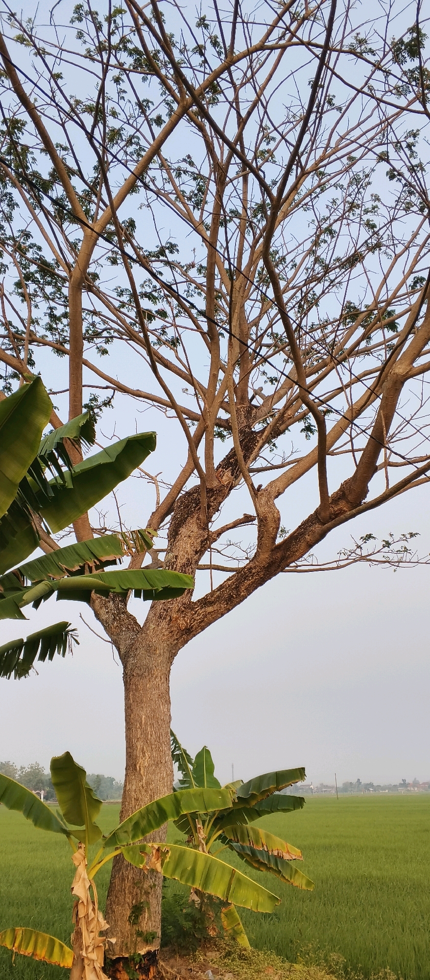 The image depicts a landscape scene in Japanan, Indonesia, characterized by a large tree with many branches reaching towards a pale sky. In the foreground, several large, green banana leaves are visible, some showing signs of wilting or damage. The trunk of the main tree is textured and brown. Behind the tree, a vast green rice paddy extends to the horizon, where a few distant houses and structures can be faintly observed. The overall atmosphere is serene and rural.