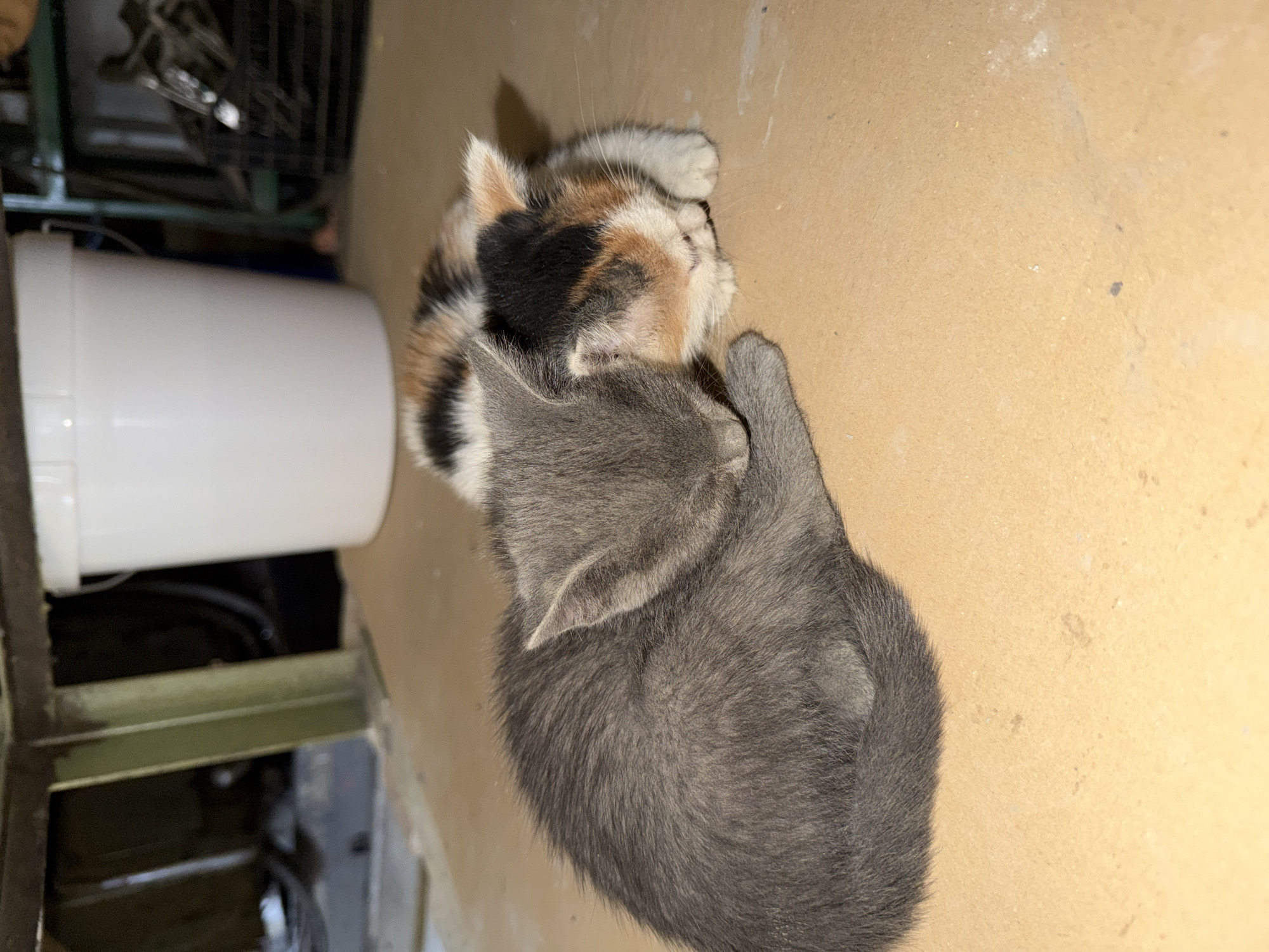 Two young kittens are captured in a close-up, indoors in Chervena voda, Bulgaria. The primary subjects are a calico kitten (displaying patches of white, black, and orange-brown fur) and a solid grey kitten, both appearing to be sleeping or resting peacefully while cuddled together. The calico kitten is lying on its side with its head facing away from the viewer, while the grey kitten is nestled closely against its back and head, suggesting warmth and comfort.
The immediate background is a plain, light brown surface, possibly a wall or floor, with some visible dust or minor imperfections. To the left, a large white cylindrical object, possibly a bucket or a water dispenser, is partially visible and stands vertically. Behind this object and further to the left, there are dark, metallic structural elements, possibly part of shelving, a cage, or industrial equipment, indicating a utility area, garage, or a similar practical space. The lighting appears to be artificial, casting soft shadows, and no natural light is evident. The kittens appear content and peaceful. No text is visible in the image.