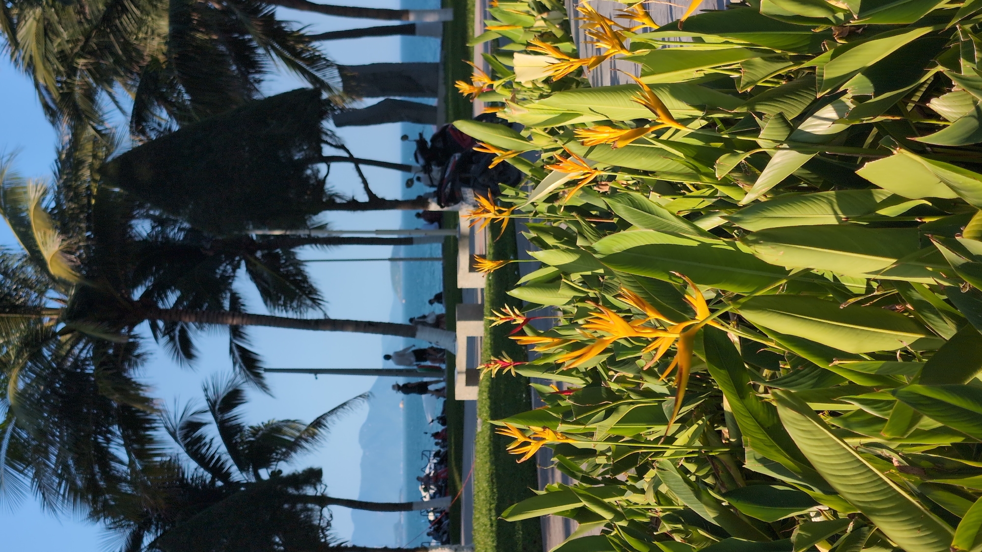 The image depicts a sunny day at a coastal park, likely in Nha Trang Ward, Vietnam, with the ocean and distant hills visible in the background. In the foreground, a lush bed of Heliconia flowers with vibrant yellow and red blooms are in sharp focus. Beyond the flowers, a paved walkway runs alongside a grassy area, where several concrete benches are placed. Further back, silhouetted figures of people are seen walking and standing near a line of palm trees. A few motorbikes are parked in the area. The ocean is a bright blue, and a clear blue sky dominates the upper portion of the image.