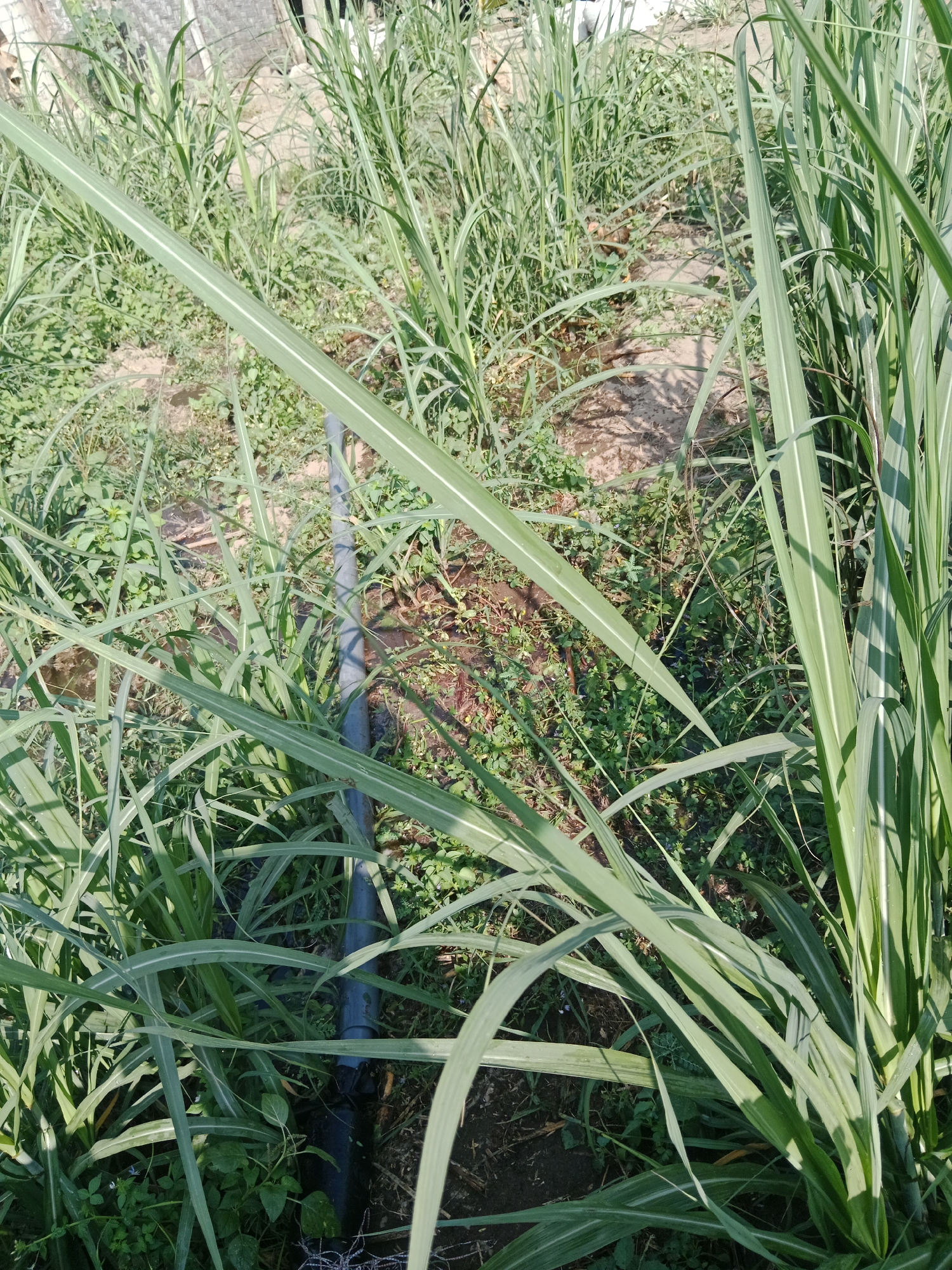 In Susuhbango, Indonesia, a close-up shot captures a patch of tall, green sugarcane plants. A gray irrigation pipe runs vertically through the densely packed vegetation. The ground beneath is a mix of dry soil and small green weeds, with a few patches of brown earth visible. Sunlight casts shadows on the plants and the ground, indicating it is daytime. The image focuses on the sugarcane stalks and leaves, with the background showing more of the plants and a hint of a woven structure.