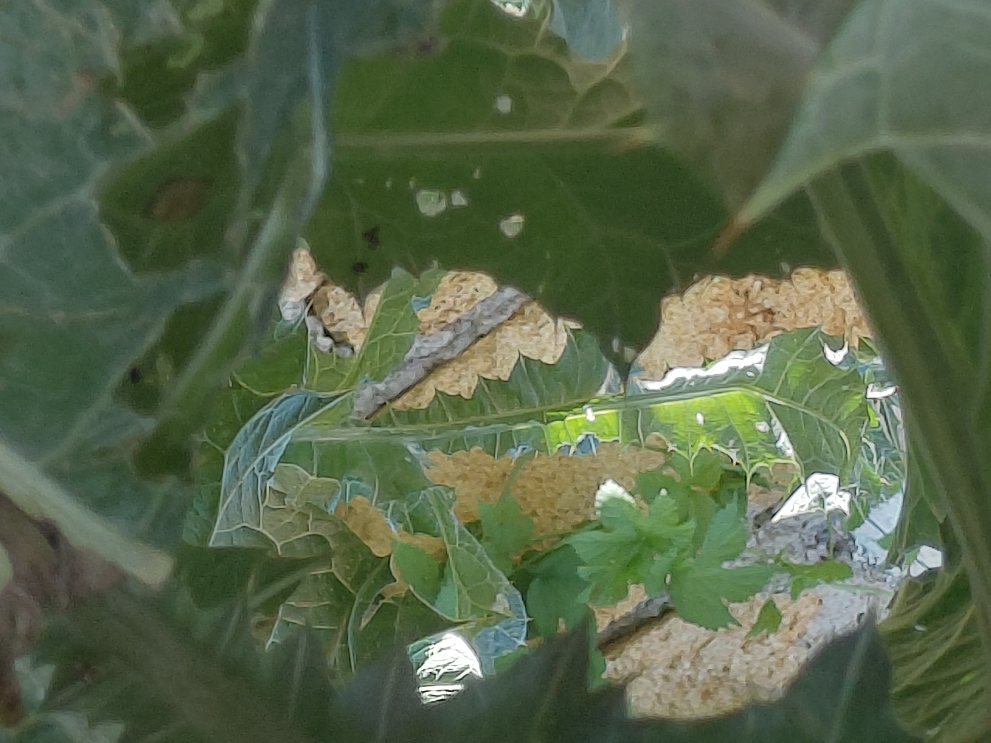 The image is a close-up, slightly blurry photograph of green plant leaves and soil. The foliage appears to be a mix of broad leaves with prominent veins and smaller, more delicate leaves. Some of the larger leaves have holes or imperfections. The soil visible between the leaves is light brown and sandy. The lighting suggests an outdoor environment, possibly in daylight, with some areas of bright illumination on the leaves. The scene is consistent with a garden or natural outdoor setting. The provided context of Marynivka, Ukraine, indicates this photograph was taken in that specific geographical location. There are no people or specific actions depicted in the image, focusing solely on the natural elements of plants and soil.
