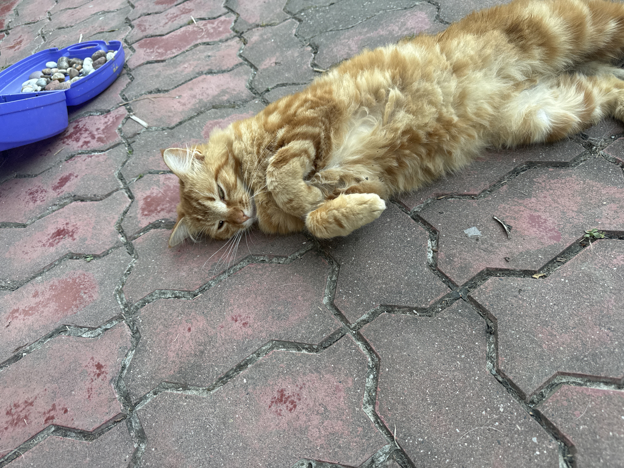 An orange tabby cat is lying on its side on a red brick paver patio. The cat is curled up, with its paws tucked in and its head resting on its forelegs. Its eyes are partially closed, and it appears to be relaxed or sleeping. The cat has long, fluffy fur with darker orange stripes. To the left of the cat, there is a blue plastic container filled with small, smooth stones. The patio is made of interlocking red bricks, and there are some small twigs and bits of debris scattered on the surface. The lighting suggests it is daytime, and the scene appears to be outdoors, possibly in a garden or yard. The overall mood is peaceful and serene, with the cat enjoying a moment of rest in the sun.