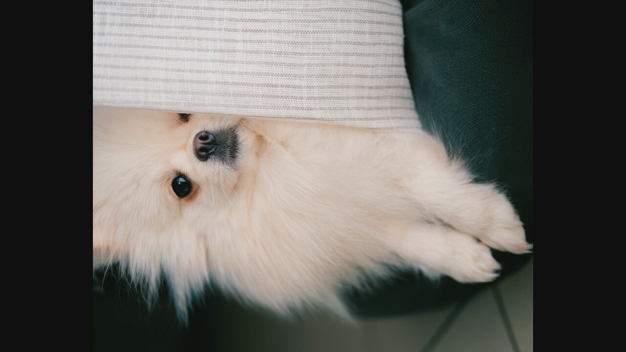 A white Pomeranian dog is peeking out from behind a striped cushion. The dog has dark eyes, a black nose, and fluffy fur. Its front paws are visible, resting on a dark green surface, possibly a piece of furniture or clothing. The background is dark and out of focus, suggesting an indoor setting.