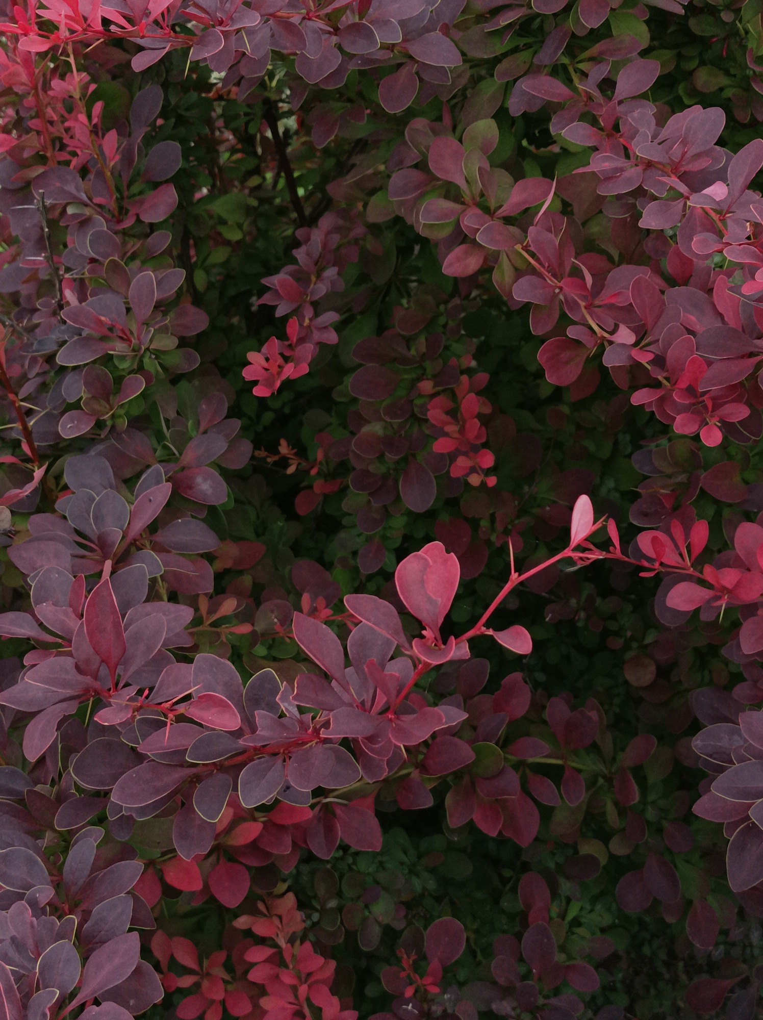 The image displays a dense close-up of a bush with predominantly deep red and purple leaves, interspersed with some green foliage. The leaves are oval-shaped with slightly serrated edges and are clustered densely along thin branches. Some of the branches are a reddish-brown color, and a few small thorns are visible. The lighting appears to be natural and diffused, suggesting an overcast day or shade, with no harsh shadows. The background is largely obscured by the foliage, creating a sense of depth and texture. The overall impression is one of lush vegetation. There is no visible text, people, or discernible activity. The location context provided is Прыбыткаўскі сельскі Савет, Belarus.