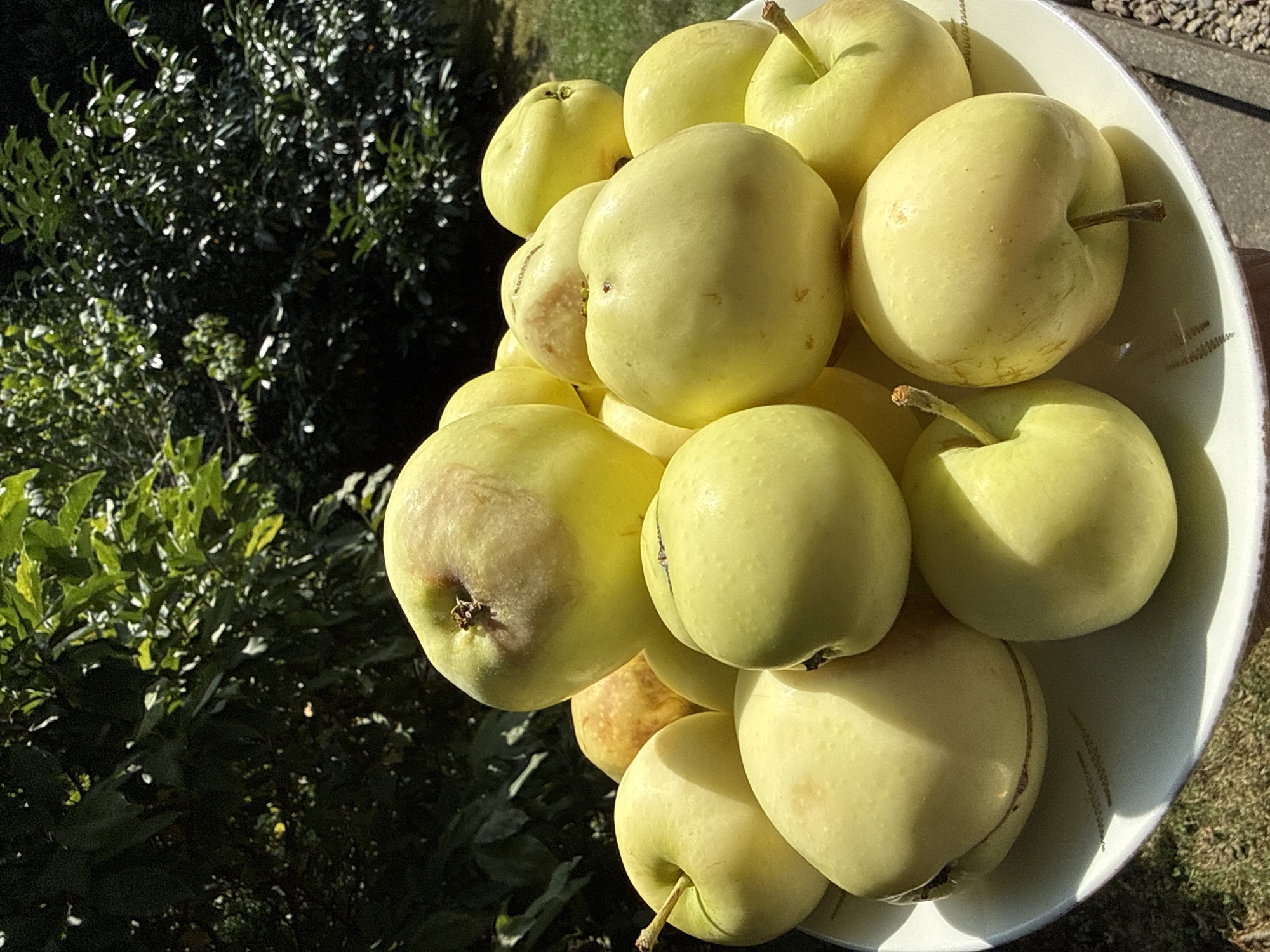A close-up, eye-level, full shot shows a white platter filled with numerous pale yellow apples. The platter is positioned outdoors, with lush green foliage and dappled sunlight visible in the background, suggesting a garden or natural setting. Some apples have a light blush of pink or red, while others are uniformly pale. A few of the apples show slight imperfections, such as minor blemishes or brown spots. The sunlight casts distinct shadows across the apples and the platter, creating a sense of depth and texture. The background is softly blurred, emphasizing the apples as the primary subject. There is no indication of the specific location within Bad Sachsa, Germany, beyond it being an outdoor, possibly residential, setting.