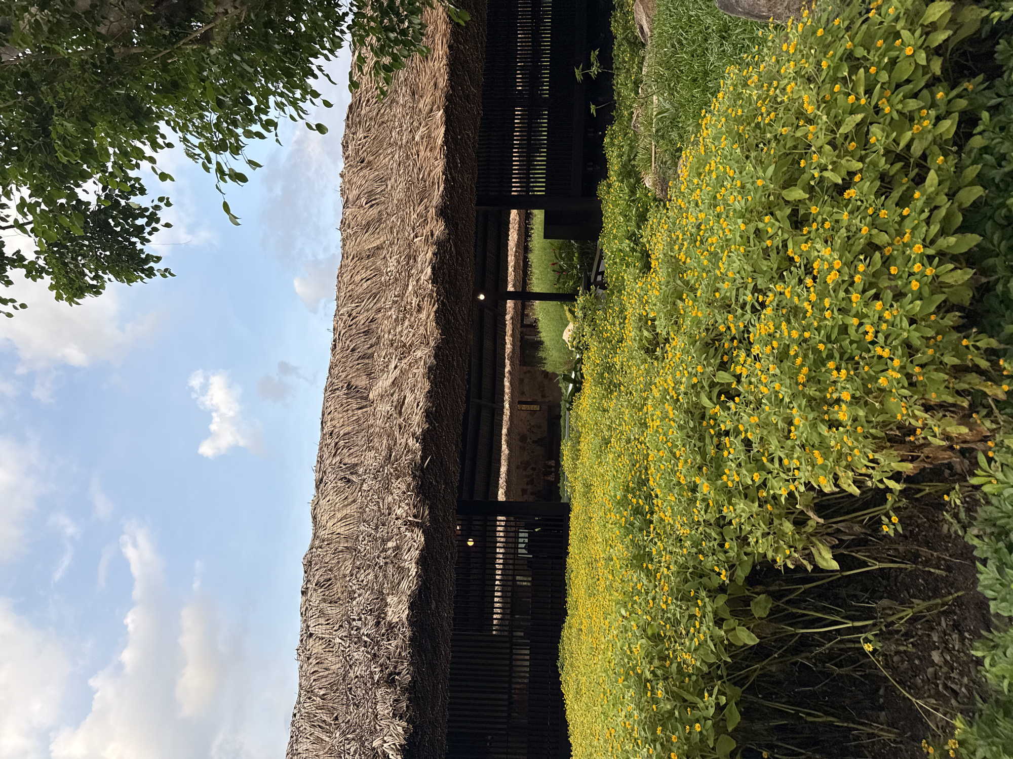 The image shows a structure with a thatched roof in Tay Nha Trang Ward, Vietnam. The structure appears to be open on the sides, with dark wooden slats or beams visible. Outside the structure is a field of small yellow flowers. Trees are visible above the thatched roof and to the left. The sky is partially visible, with a blue sky and some clouds.
