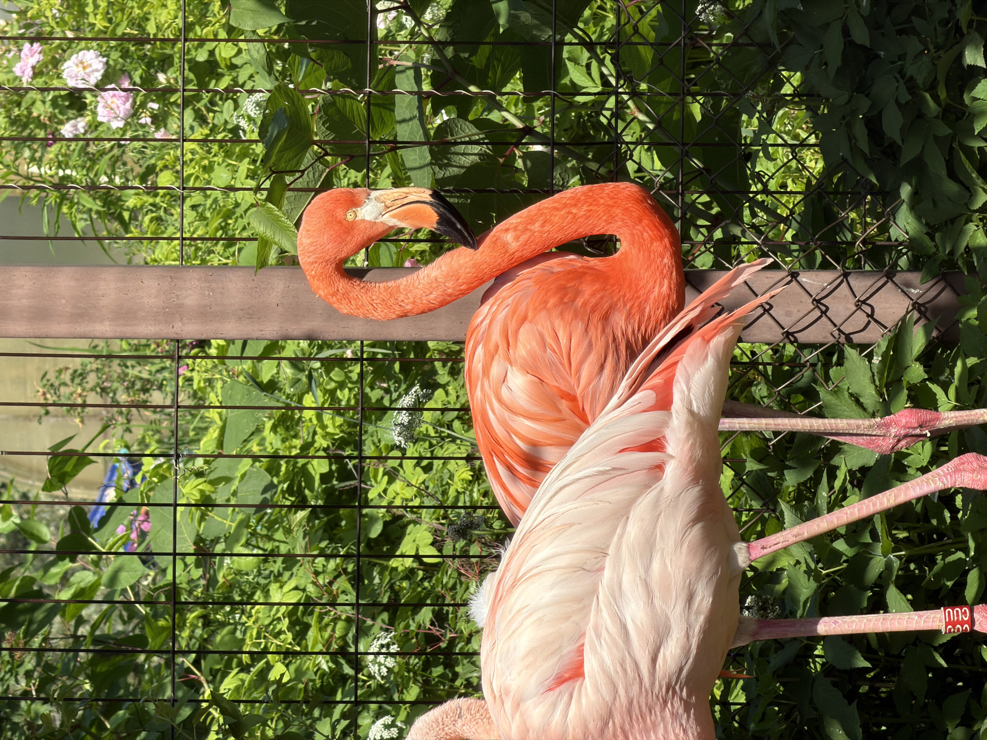 The image depicts two flamingos in an outdoor enclosure, likely a zoo. One flamingo, predominantly pink, is in the foreground, partially obscured by its feathers and legs. The other flamingo, a vibrant orange, is in the mid-ground, standing to the right and facing left. It has its neck elegantly curved. Both birds appear to be standing. The background consists of lush green foliage, a wire fence, and a vertical brown pole, possibly a support for the enclosure. The lighting suggests it is daytime, with shadows indicating sunlight. The image does not contain any explicit clues to its specific location in Izhevsk, Russia.