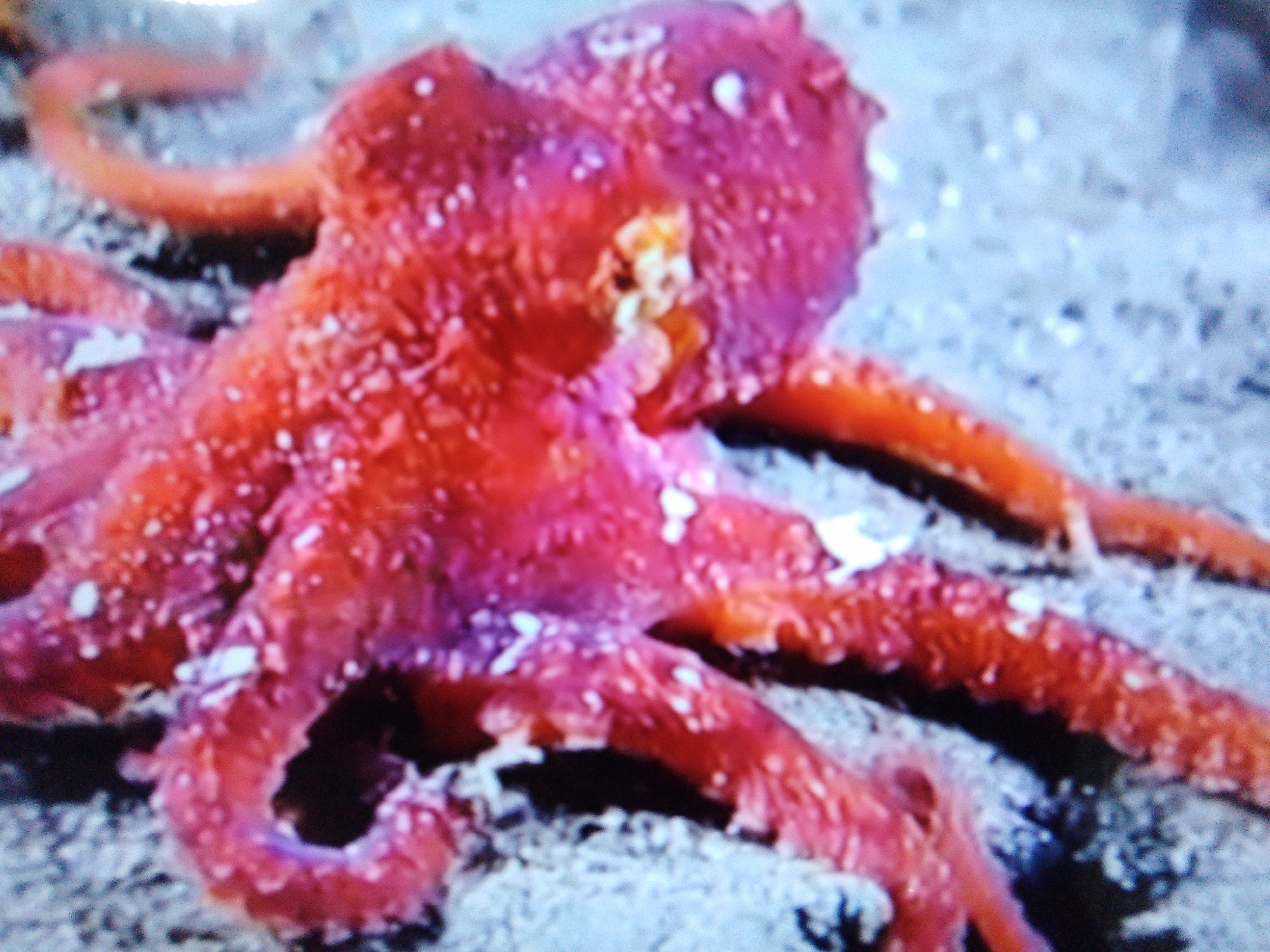 The image shows a close-up of a red octopus resting on a sandy, light-colored surface. The octopus has eight arms, visible in various states of extension. Its body is bulbous and textured, with small white speckles scattered across its surface. The lighting appears to be artificial or from an underwater source, casting subtle shadows. The image lacks any context related to Dushanbe, Tajikistan, or any specific urban environment; it appears to be an underwater scene.