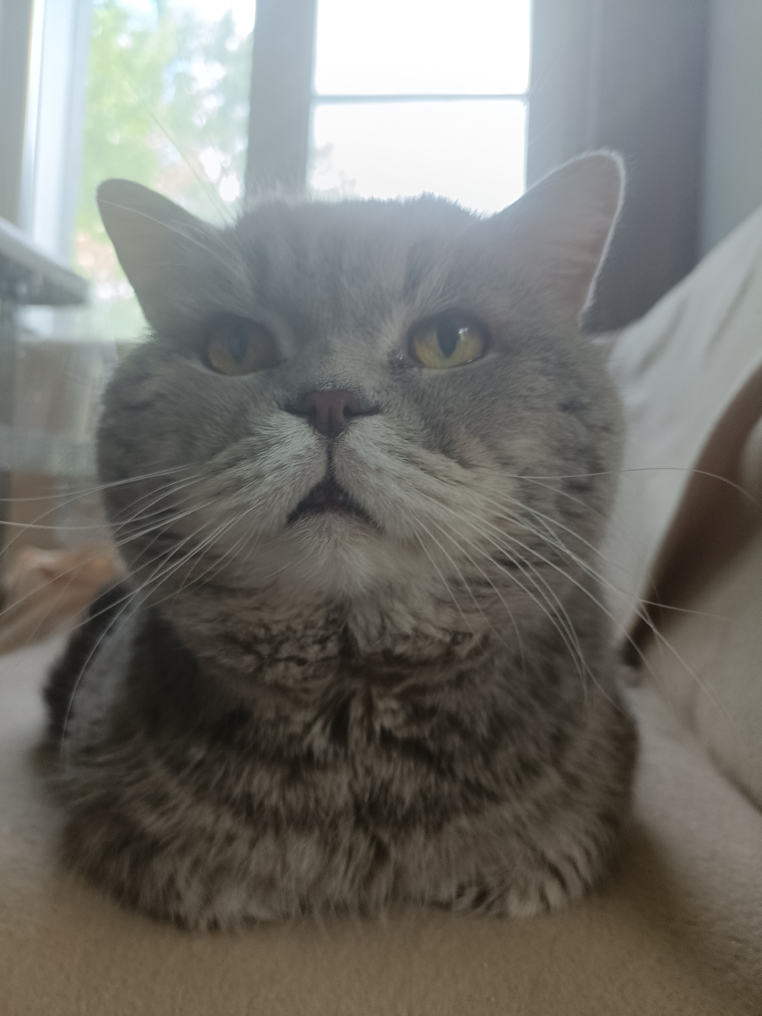 A close-up, low-angle, eye-level shot captures a grey tabby cat with yellow eyes and prominent white whiskers looking directly at the camera. The cat is positioned in the foreground, appearing to rest on a tan-colored surface, likely a piece of furniture. Behind the cat, out of focus, a window with vertical panes is visible, revealing a bright, possibly overcast sky and hints of green foliage, suggesting an indoor setting with natural light. The overall lighting is soft and diffused. There is no discernible location in the city of Bataysk, Russia.