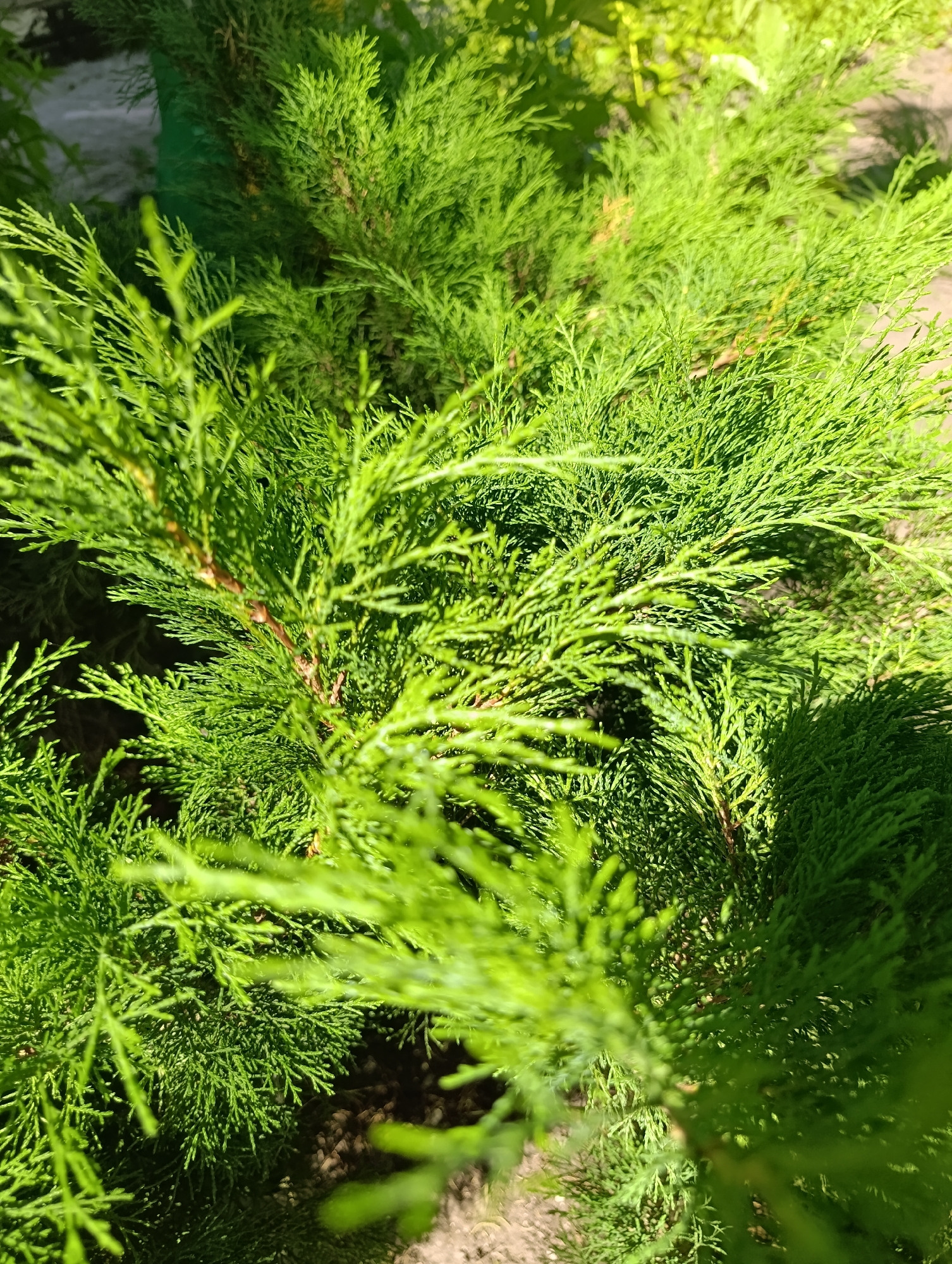 The image shows a close-up view of bright green evergreen foliage, likely from a cypress or cedar tree, with some branches and needles in sharp focus and others softly blurred. Sunlight casts shadows on the textured surface of the leaves. The background is out of focus, revealing hints of soil and possibly other plants or structures. There are no people or animals visible in the image. The scene is likely outdoors in a garden or park setting.