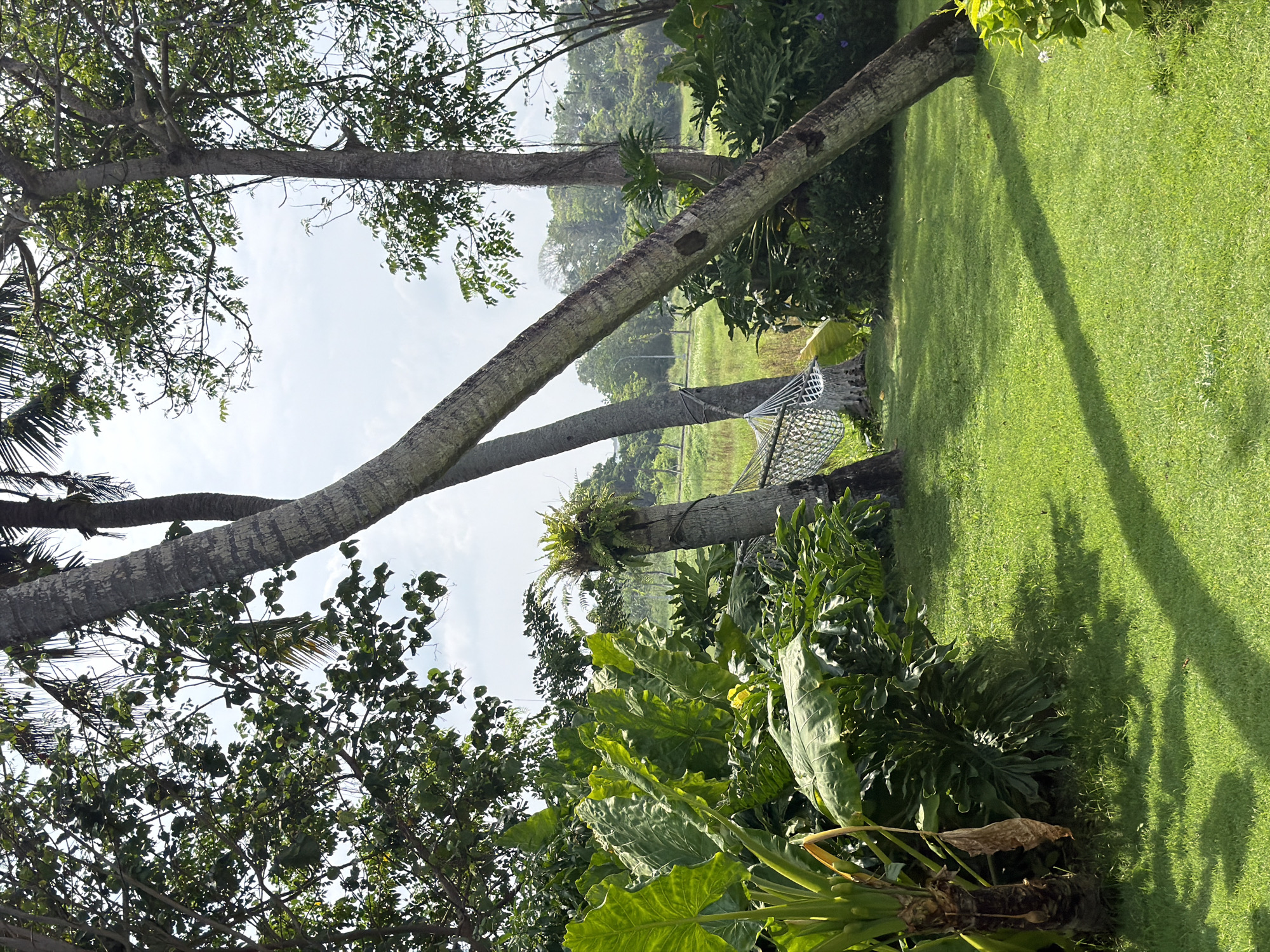 This image depicts a lush, tropical outdoor scene in Sudimara, Indonesia, characterized by vibrant vegetation and clear daylight. The foreground is dominated by meticulously manicured, bright green grass, exhibiting distinct, elongated shadows cast by unseen objects and the visible trees, indicating direct sunlight from an elevated source.
In the midground, a dense assortment of tropical plants and trees is present. On the left, a large plant with prominent, broad green leaves, possibly taro (Colocasia esculenta), grows from the lower-left corner. Two slender, light-barked tree trunks, likely palm trees, angle diagonally across the frame. A white, net-style hammock is suspended tautly between two of these tree trunks on the left side, appearing unoccupied. A third, thicker tree trunk stands upright in the center-right, supporting a cluster of epiphytic ferns near its top. Additional dense green foliage, including shrubs with deeply lobed leaves (possibly philodendron), occupies the space behind the hammock and between the tree trunks.
The background reveals a field of lighter green, taller grass or vegetation, leading to a distant line of various trees under a partially cloudy, light blue sky. No individuals, animals, or explicit actions are observed within the frame. The scene conveys a tranquil, natural environment.