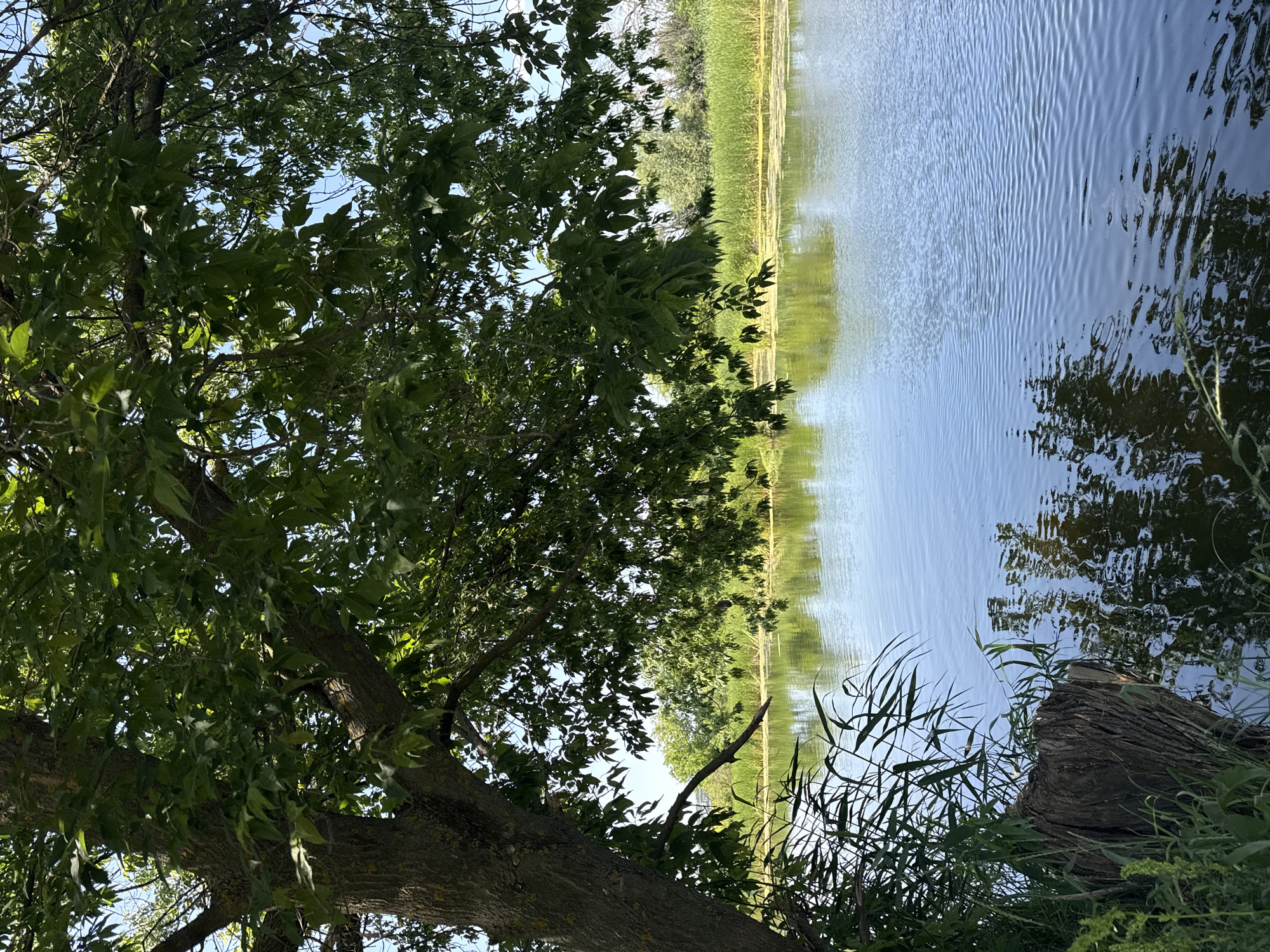This is a vertical, medium-shot photograph of a body of water under a clear sky, taken from the bank. In the foreground, the trunk of a large tree with rough bark is visible on the left, with its branches and dense green foliage extending over the upper portion of the frame. The tree's leaves are illuminated by sunlight, creating dappled shadows.
The water in the middle ground is calm, with small ripples reflecting the sky and the surrounding trees and vegetation. The far bank of the water features a dense line of tall green reeds and other aquatic plants, with a backdrop of trees. The overall scene depicts a natural riverside environment, likely in or near the village of Shulhynka, Ukraine, during daytime. There are no people or animals visible in the image.