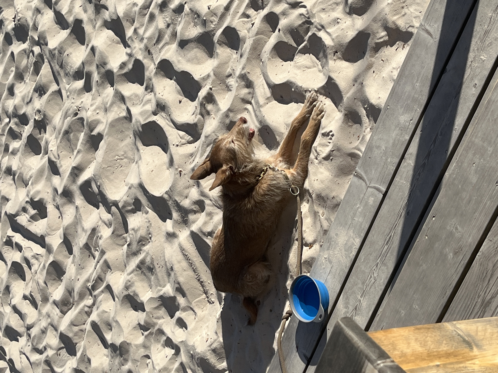 The image shows a sandy area adjacent to a wooden structure, possibly a boardwalk. The location is unknown. A brown dog is lying on its back on the sand. A blue collapsible bowl is visible next to the boardwalk.