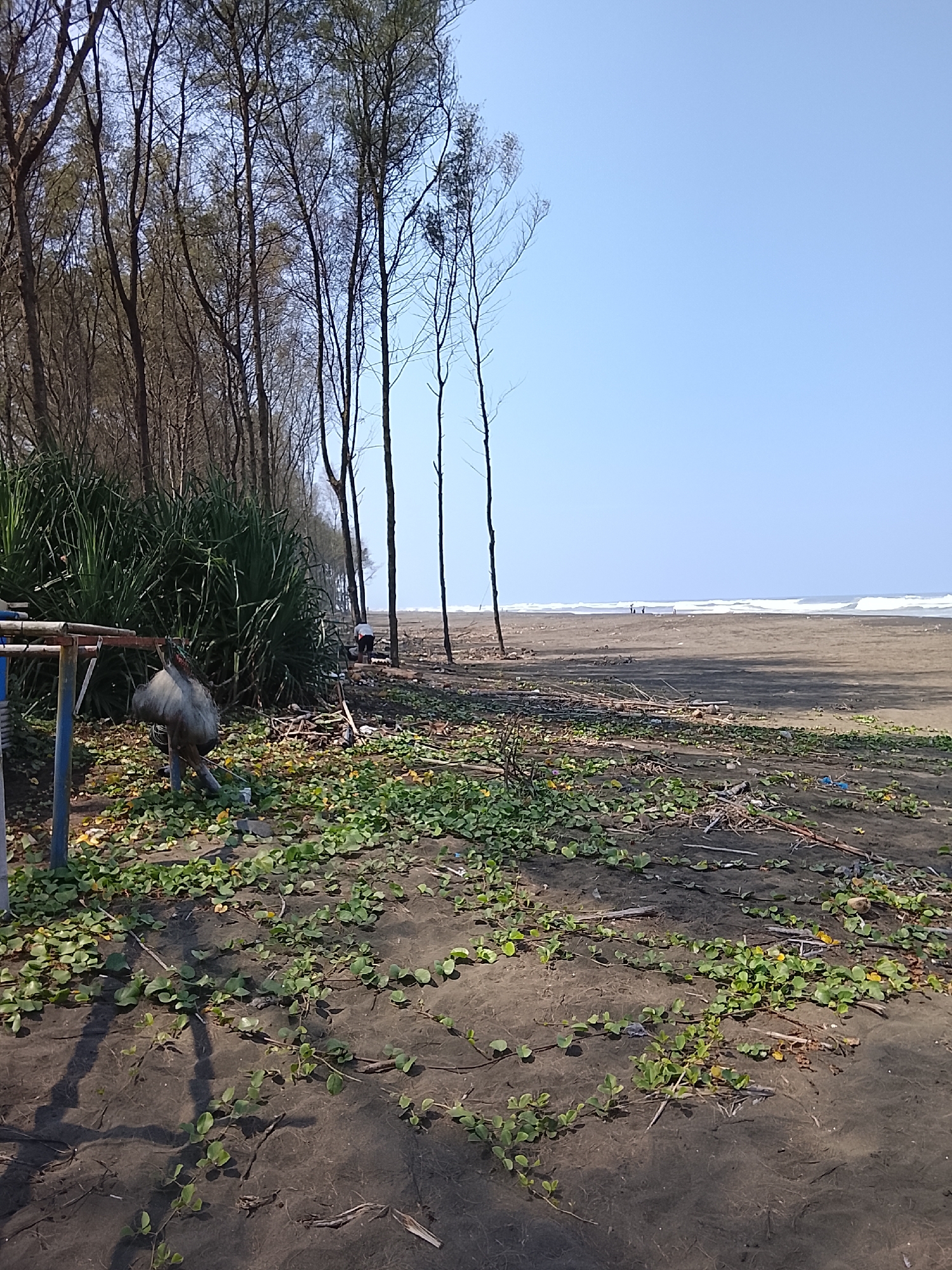 The image depicts a beach scene on a sunny day in Adipala, Indonesia. In the foreground, a grey, weathered statue of a bird stands on its hind legs, its head tilted down as if pecking at the sandy ground. The statue is partially obscured by a blue and rust-colored metal structure, possibly a part of a bench or playground equipment. The ground is covered with dark sand, scattered with dried leaves, twigs, and vibrant green vines that creep across the surface.
Behind the statue, a dense cluster of tall, thin trees with sparse branches forms a natural backdrop. To the right of the trees, the beach stretches towards the ocean. The sand on the beach is littered with debris, including plastic bags and driftwood. A few distant figures can be seen on the beach, some near the treeline and others further down towards the water. The ocean is calm with gentle waves breaking on the shore, under a clear, pale blue sky. The overall atmosphere suggests a somewhat neglected but naturally beautiful coastal area.