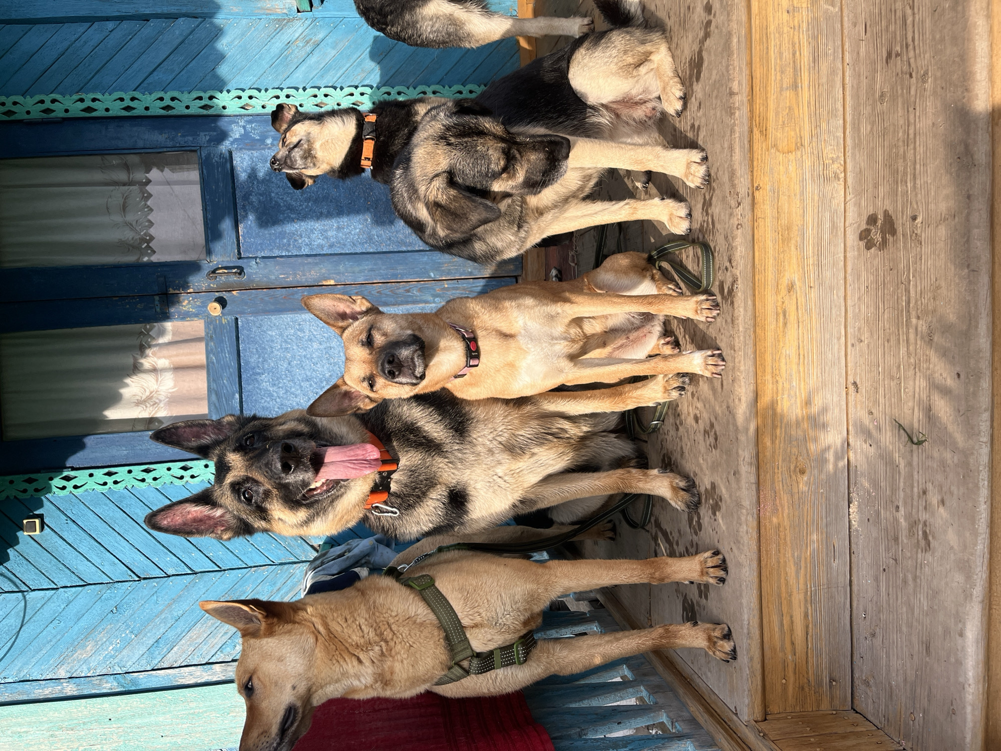 The image shows four dogs on the wooden porch of a house with a bright blue wooden facade. The house appears to be located in Nizhny Tagil, Russia. The dogs are of various breeds and sizes. Two dogs are standing and two are sitting. The dog on the far left is a light brown German Shepherd mix, wearing a green harness. Next to it is a black and tan German Shepherd, panting with its tongue out, wearing an orange collar. To the right of the German Shepherd, a smaller tan dog is sitting, wearing a pink collar. The fourth dog, also a black and tan German Shepherd mix, is sitting on the right side of the porch. The porch is made of weathered wooden planks, and a shadow is cast across it from the house. The background shows a blue wooden door and window with curtains. The overall scene suggests a warm, sunny day.