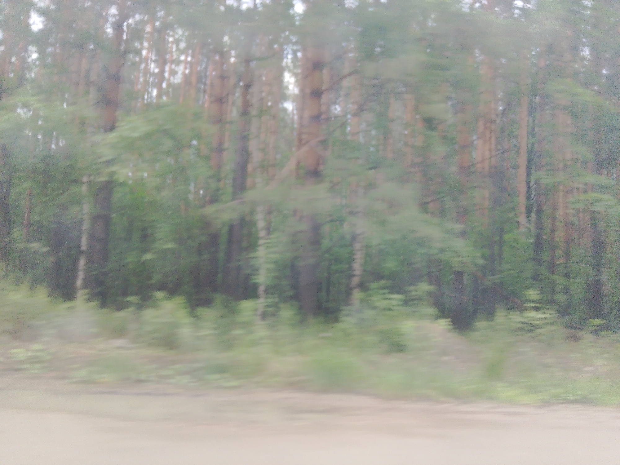 This is a blurry, out-of-focus photograph of a forest. The image primarily depicts tall trees with brown trunks and green foliage. The ground in the foreground is a light brown, dusty or sandy surface. The overall impression is that the photograph was taken from a moving vehicle, likely along a dirt road passing through a wooded area. The specific location is identified as Malysheva, Russia. There are no people or distinct objects visible.