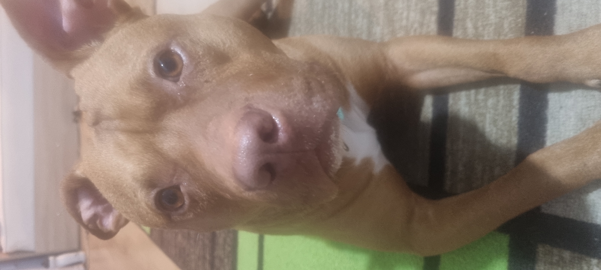 A light brown dog, possibly a Pitbull or similar breed, is captured in a close-up shot, lying down indoors. The dog's head is tilted slightly upwards, with its gaze directed intently towards the camera. Its short fur is a uniform tan color, contrasted by a distinct white patch on its chest and under its chin. The dog has dark, expressive brown eyes and a pinkish-brown nose. Its floppy ears are partially visible, one prominent on the left side of its head and the other further back. The background features a striped rug or carpet in shades of brown, grey, and green, suggesting an indoor setting. The dog appears calm and attentive, with no discernible activity beyond resting and looking at the viewer. There is no visible text in the image.