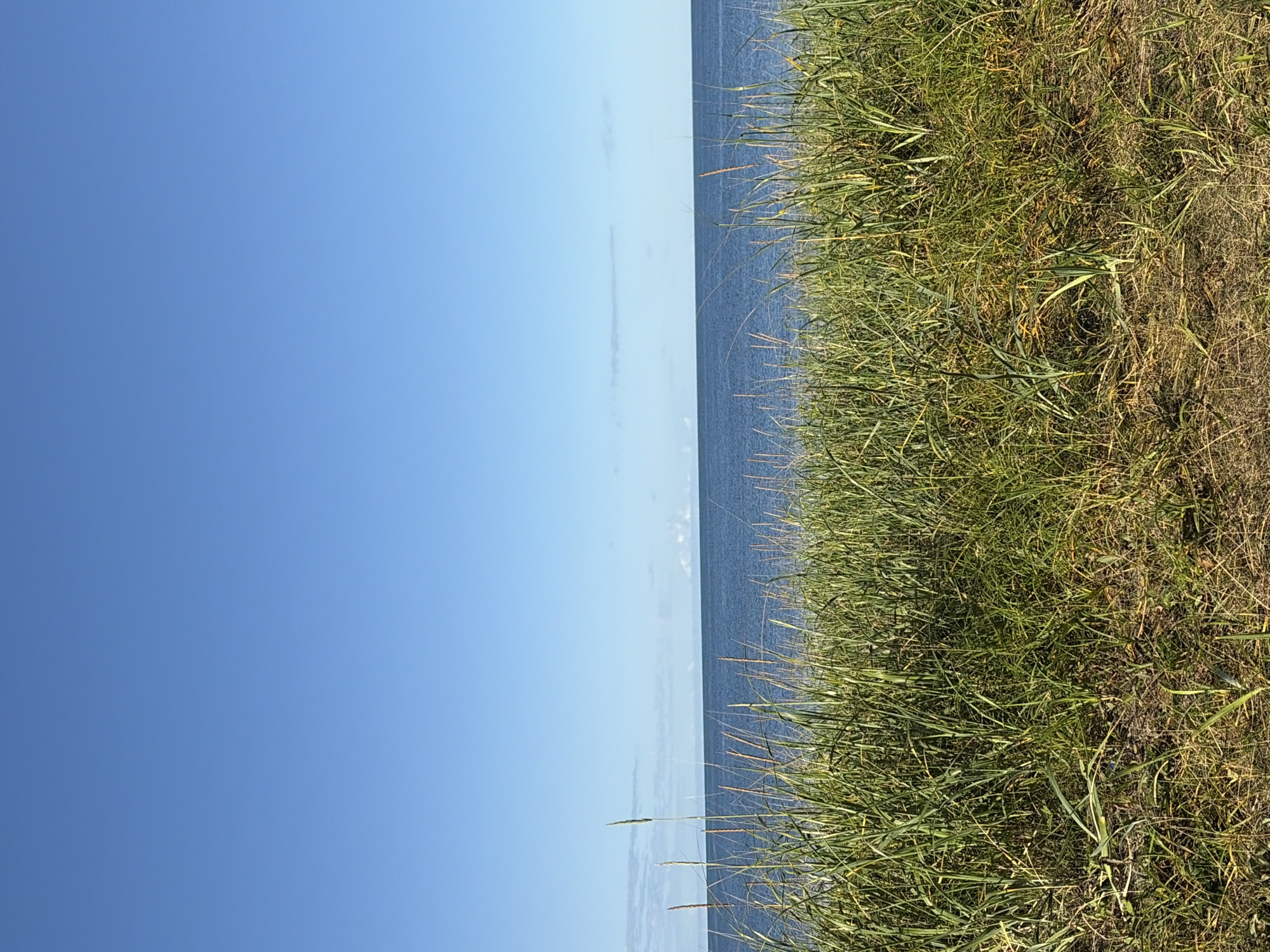 This image depicts a serene natural scene, likely a coastal area near Ozerskoe, Russia, characterized by the vast expanse of the sea meeting a clear blue sky. In the foreground, tall, green grasses sway gently, with some dried stalks interspersed, suggesting a wild, untamed landscape. The middle ground is dominated by the tranquil blue waters of the sea, stretching out to the horizon. A thin, faint line of clouds is visible in the far distance, hinting at a peaceful day with minimal atmospheric disturbance. The overall impression is one of natural beauty and tranquility, with no human presence or activity evident.