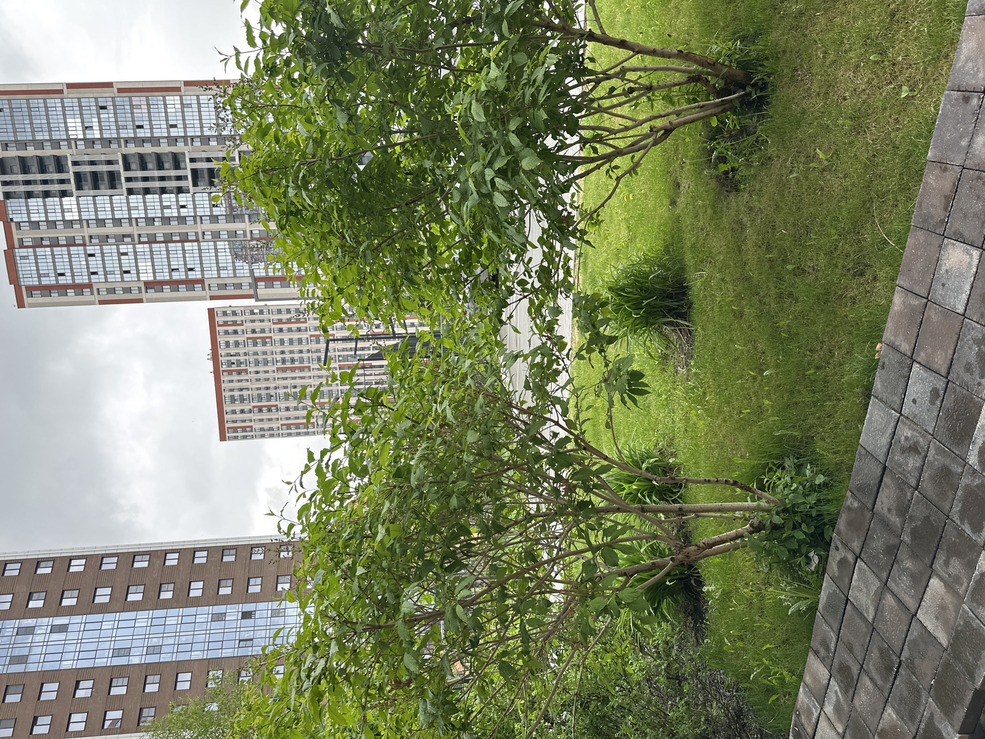 The image depicts a park-like setting in an urban environment. In the foreground are two trees with green foliage, situated on a grassy area. To the right of the trees is a paved surface composed of dark gray rectangular stones.
In the background, there are several tall buildings with numerous windows, suggesting a densely populated urban area. The sky is overcast.
The photograph appears to have been taken at ground level, with the camera tilted slightly upwards. The overall scene suggests a juxtaposition of nature and urban development.