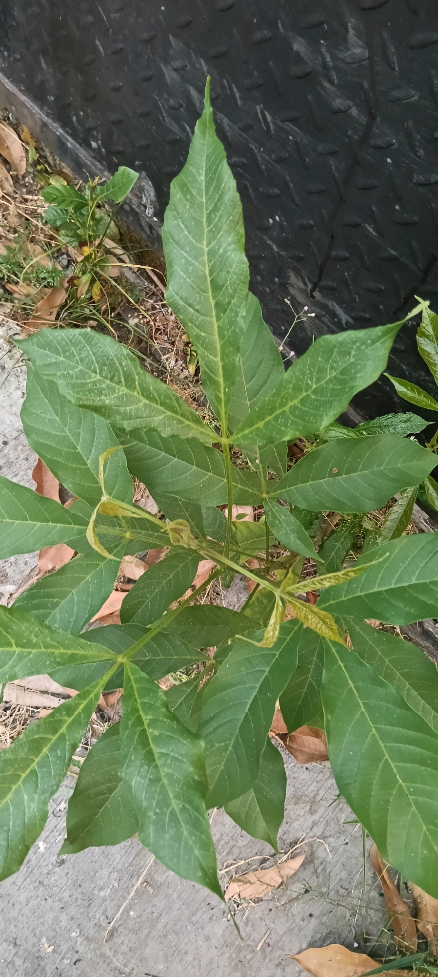 This is a top-down, medium shot of a green plant growing on a concrete surface. The plant has large, palmately lobed leaves with visible veins. Some leaves show signs of yellowing. The background consists of a dark, textured surface and some dry leaves and twigs on the ground. The image appears to be taken outdoors, likely in an urban setting, given the concrete and the dark textured object which resembles a metal grate or cover often found in city environments. There are no people or animals visible in the image. The lighting is natural, suggesting daytime. The overall scene is relatively unkempt, with the plant growing amidst debris.