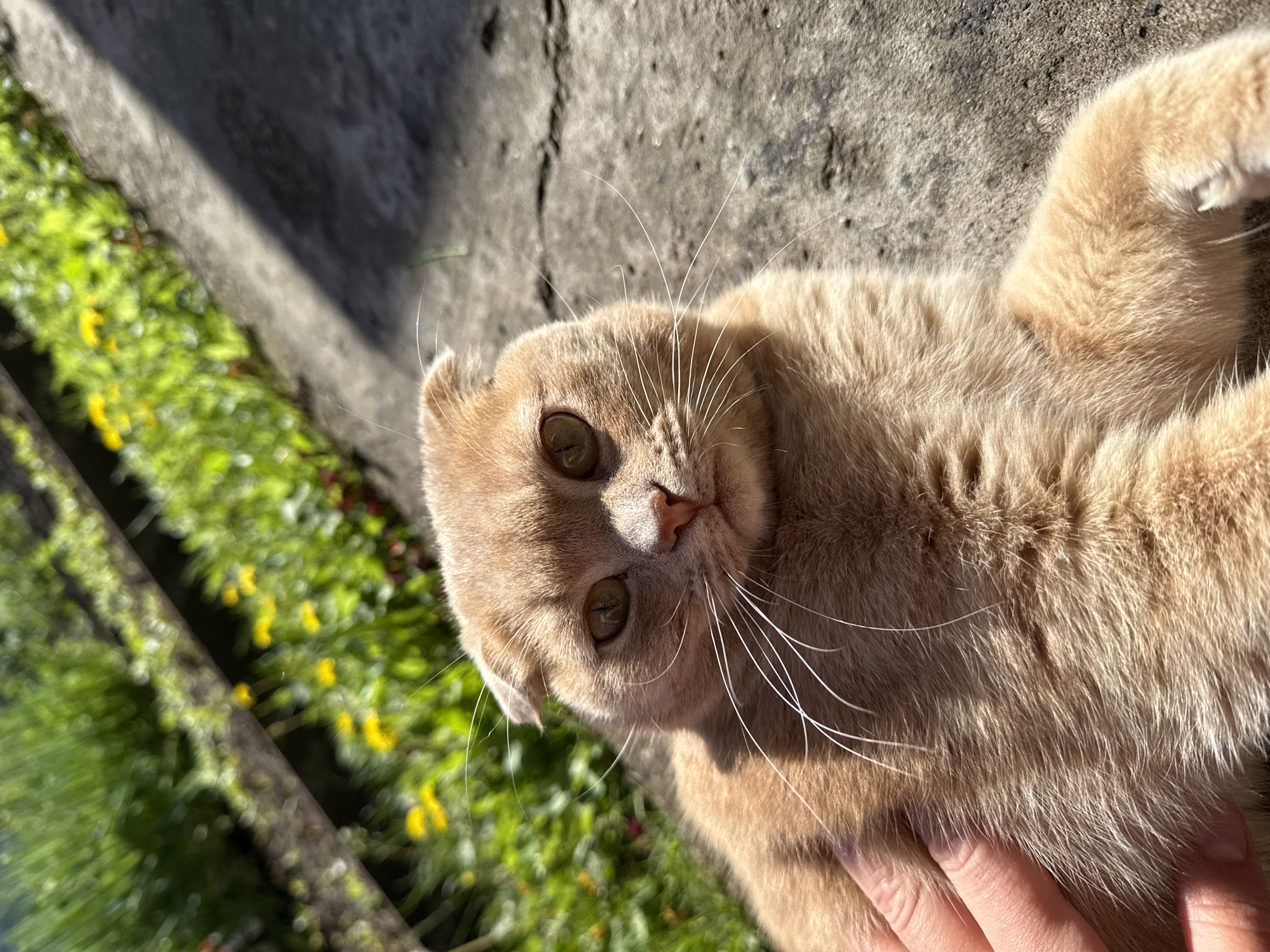 A medium shot captures a light-orange cat lying on its side, its head facing the camera. The cat appears to be outdoors, lying on a concrete surface with patches of green vegetation and small yellow flowers visible in the background. A human hand is partially visible touching the cat's fur. The location is the city of Kazan, Russia.