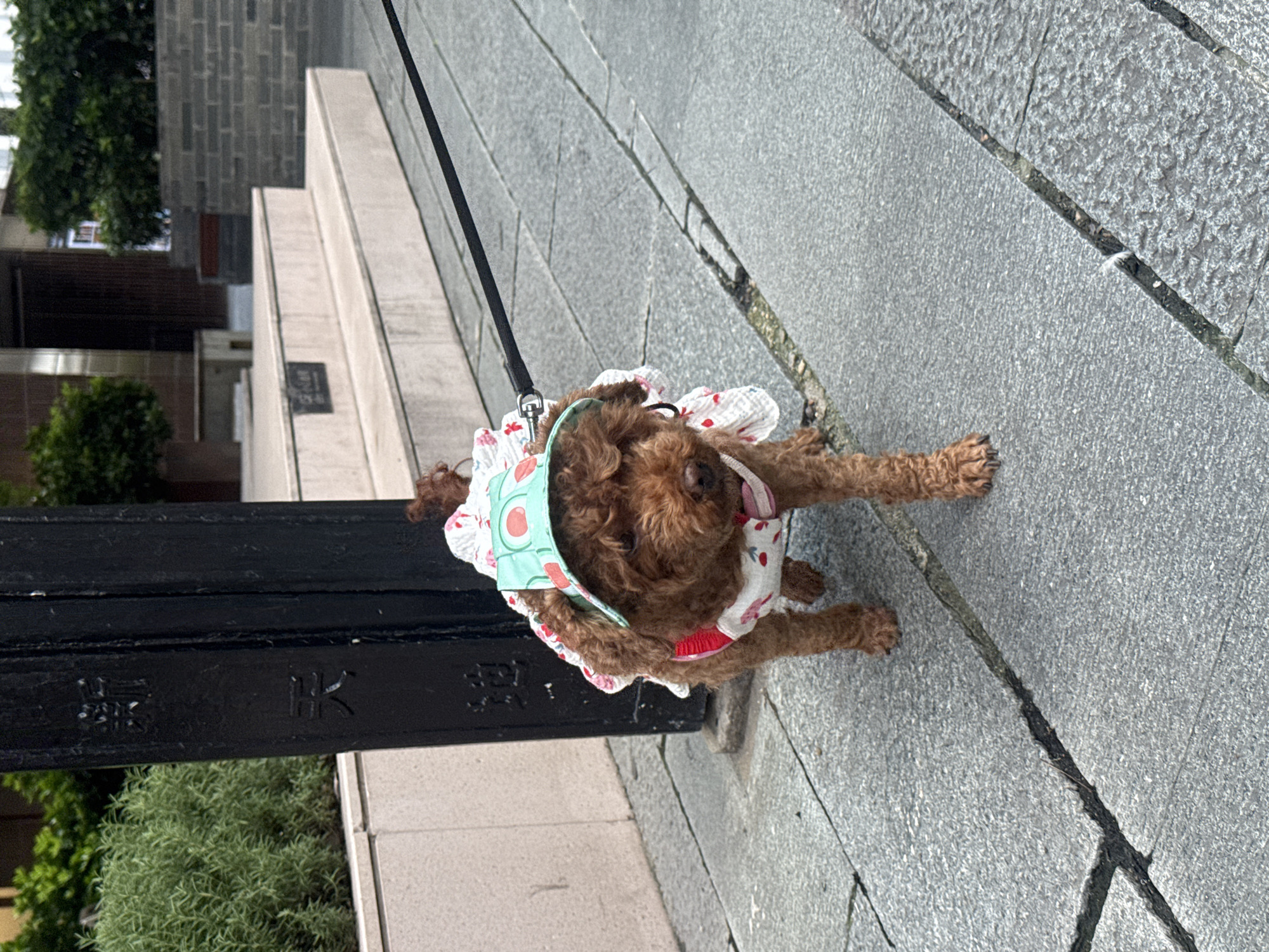 A brown poodle dog, wearing a white dress with red and green fruit patterns and a matching hat, walks on a stone-tiled sidewalk. The dog is on a leash, held by an unseen owner. Behind the dog, a dark, ornate post with Chinese characters is visible. In the background, there are stone steps leading up to a building, with green foliage and more architecture. The scene appears to be in an urban outdoor setting in Shanghai, China, likely a public space or pedestrian area.