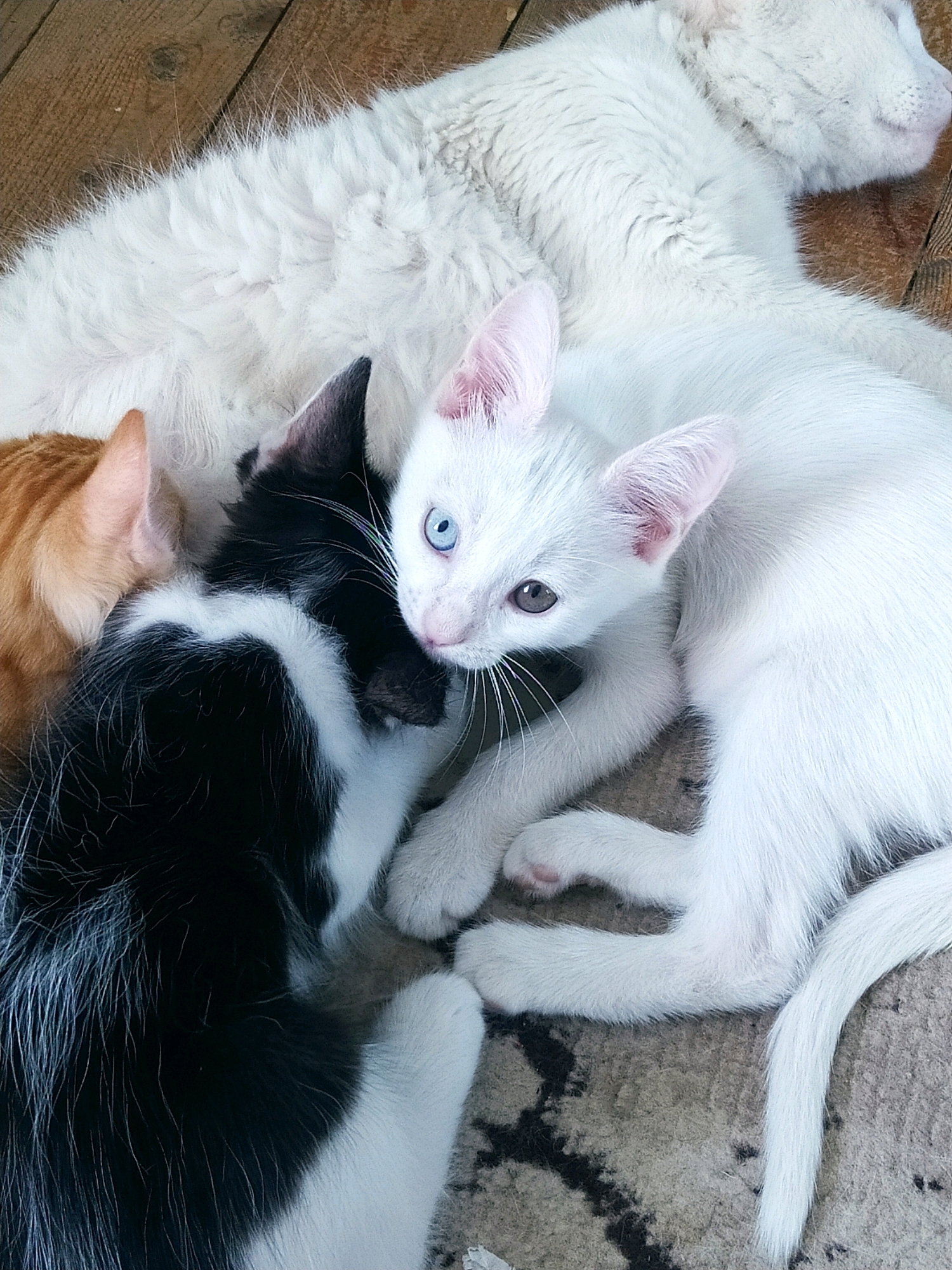 The image shows a close-up view of four kittens huddled together on a textured surface, possibly a rug or carpet, with visible wooden planks in the background. One kitten is primarily white with striking blue and brown eyes, its face nuzzled against another kitten. This second kitten is black and white, with a distinctive white marking on its face and chest. To the left, an orange-furred kitten's ear and head are visible. The largest subject appears to be a fluffy white cat, likely an adult, providing a warm backdrop for the kittens. The overall impression is one of comfort and togetherness. The scene is domestic in nature and is located in Khazar Raion, Azerbaijan.