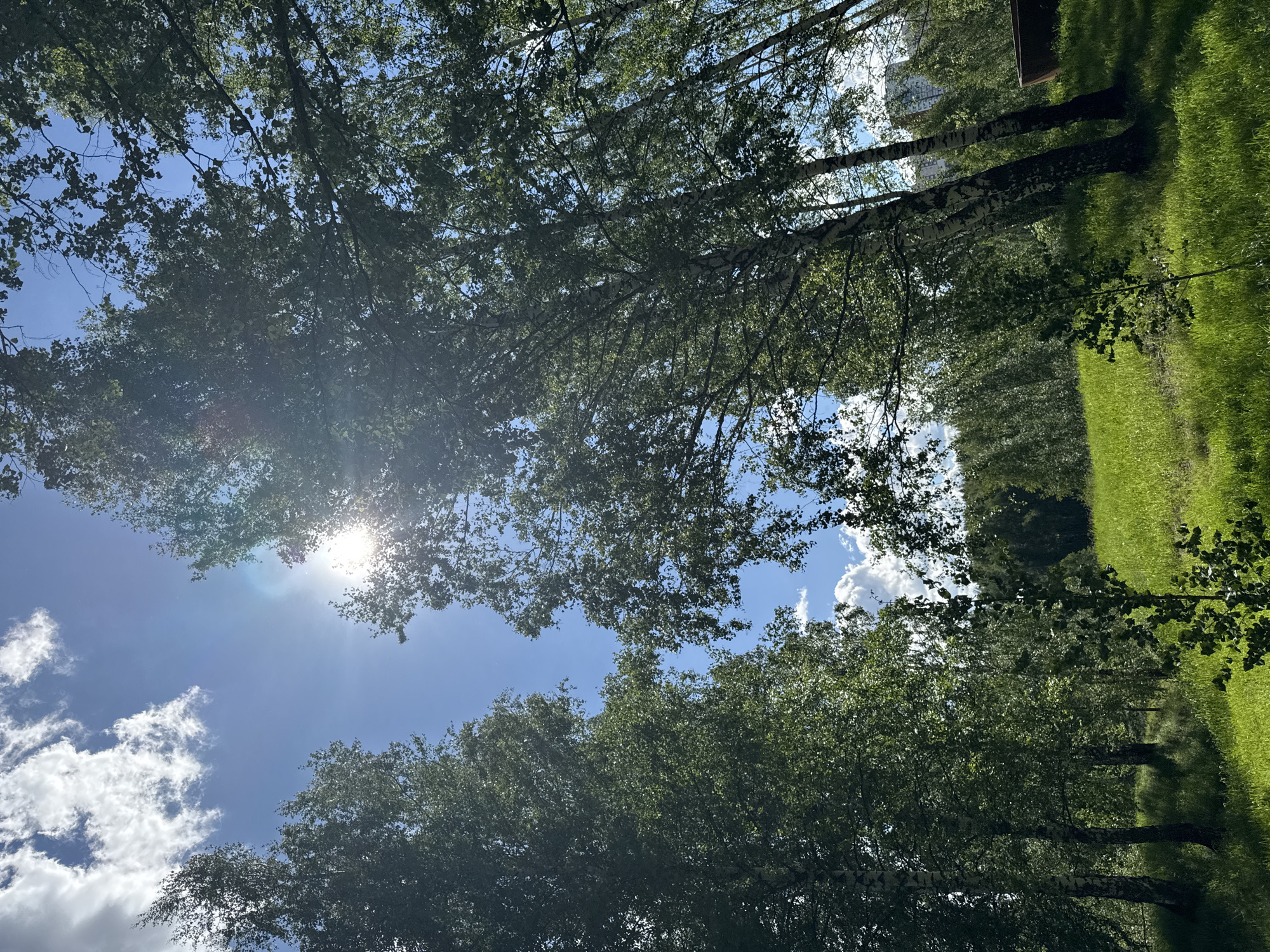 The image shows a view looking up through a canopy of trees in what appears to be a park or green space. The sky is blue with scattered white clouds, and the sun is visible, causing lens flare. Tall birch trees with distinctive white bark are prominent. Green grass and other foliage fill the lower portion of the frame. A building is visible in the distance. Based on the location specified as Aisha, Russia, the tree type is likely a native species common to that region. There are no people visible.