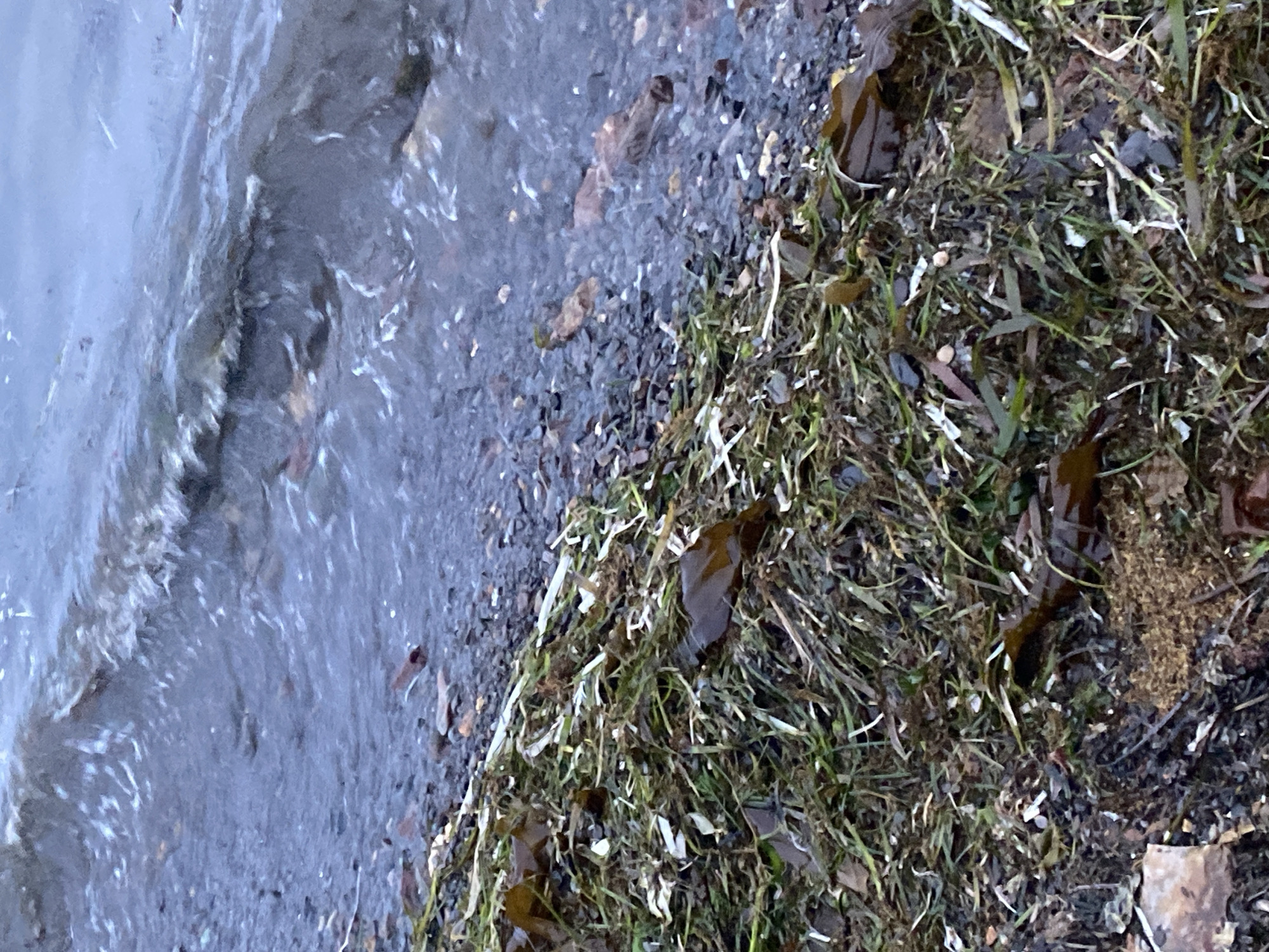 The image shows a close-up view of the shoreline in Korsakov, Russia. The foreground is dominated by a mass of washed-up seaweed, grass, and debris on a pebble beach. The seaweed appears brown and green, with some white fragments mixed in. The pebbles are various shades of gray and brown. In the background, the water is choppy with small waves breaking on the shore, creating white foam. The water itself is a muted blue-gray color. The scene appears to be a natural, unmaintained area of the coastline.