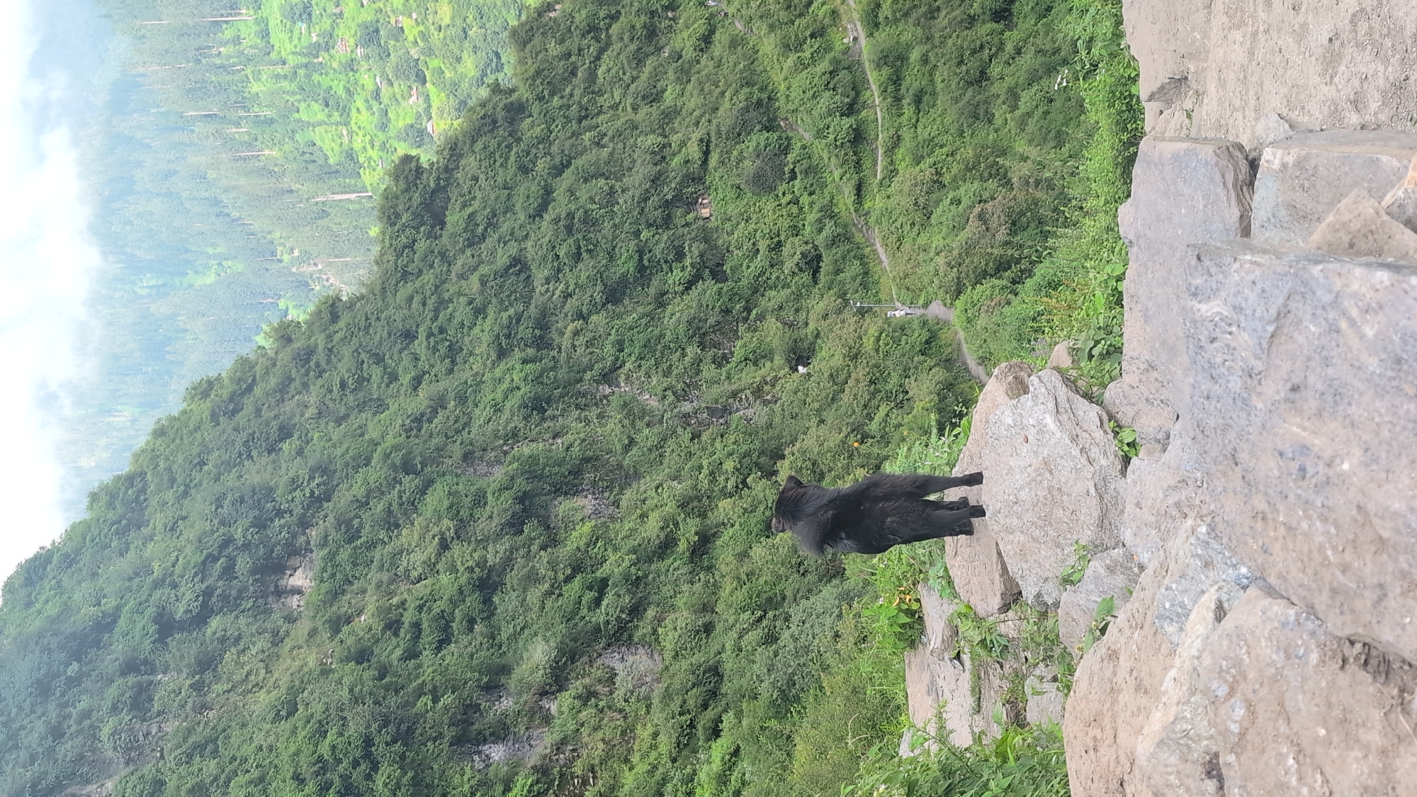 A black dog stands on a large rock, facing away from the camera, looking out at a steep, lush green mountain slope. The slope is covered in dense vegetation, with a winding path visible snaking its way up the mountainside. A few small figures can be seen walking on the path, and several small buildings are nestled into the greenery. The sky above is overcast with fog. The foreground consists of large, rough-hewn rocks, suggesting a rugged, natural terrain. The scene appears to be in a remote, mountainous area, possibly the Himalayas, given the mention of Malana, India.