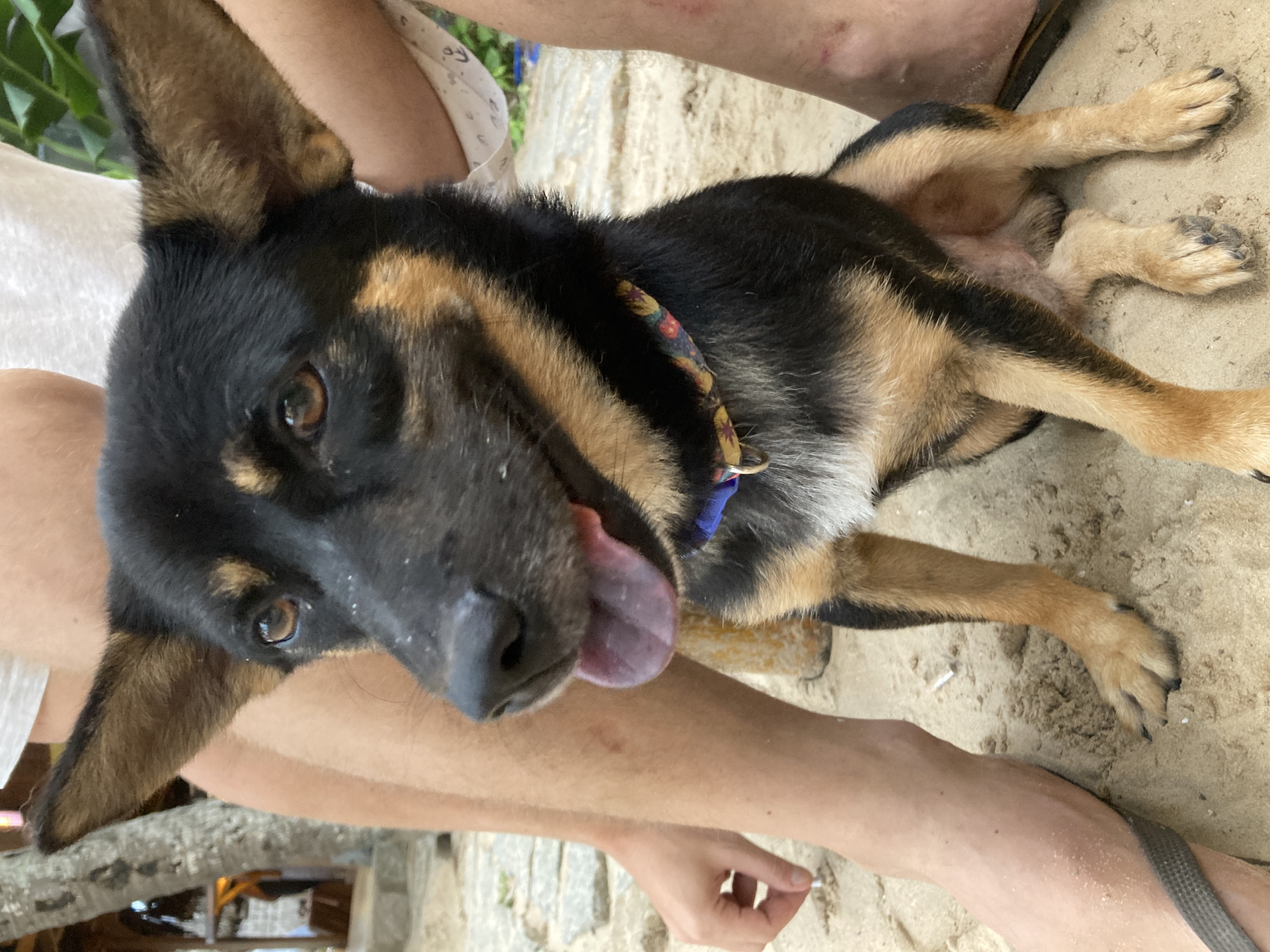 A close-up, medium-shot image depicts a black and tan dog with its tongue lolling out, lying on its back in Mũi Né, Vietnam. The dog wears a floral-patterned collar with a blue tag. A person's legs are visible behind the dog. The ground is sandy. A building or structure is partially visible in the lower left corner.