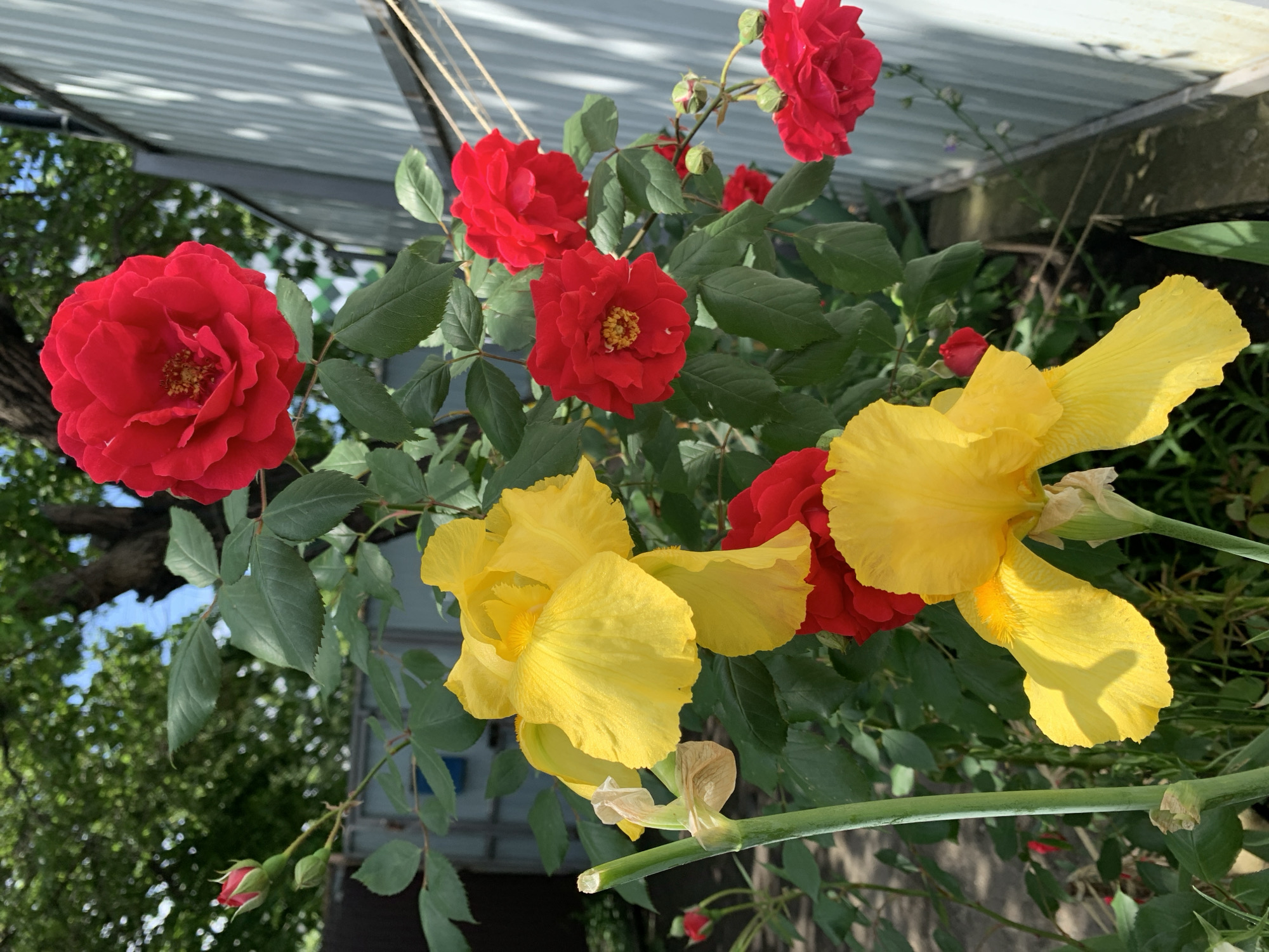 The image shows a close-up of a garden with red roses and yellow irises in full bloom. The flowers are surrounded by green leaves. Above the flowers, the edge of a building or structure is visible, suggesting the garden might be situated near a residence or another building. The scene is outside on a sunny day, with blue sky and foliage visible in the background, indicating a natural or park-like setting.