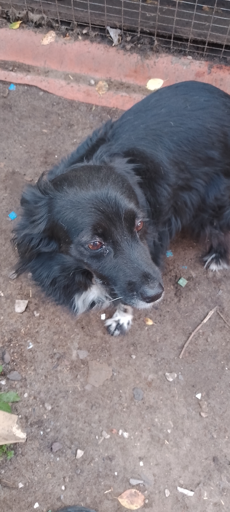 The image shows a medium-sized black dog lying on the ground, looking upwards. The dog has brown eyes and a white patch of fur on its chest and paws. The ground appears to be dirt and debris, with some scattered leaves and small stones. In the background, a wire fence and a strip of reddish material are visible. The scene is outdoors, likely in a yard or an unkempt area. There is no indication of the specific location within the city of Belgorod, Russia, or any human presence in the image.