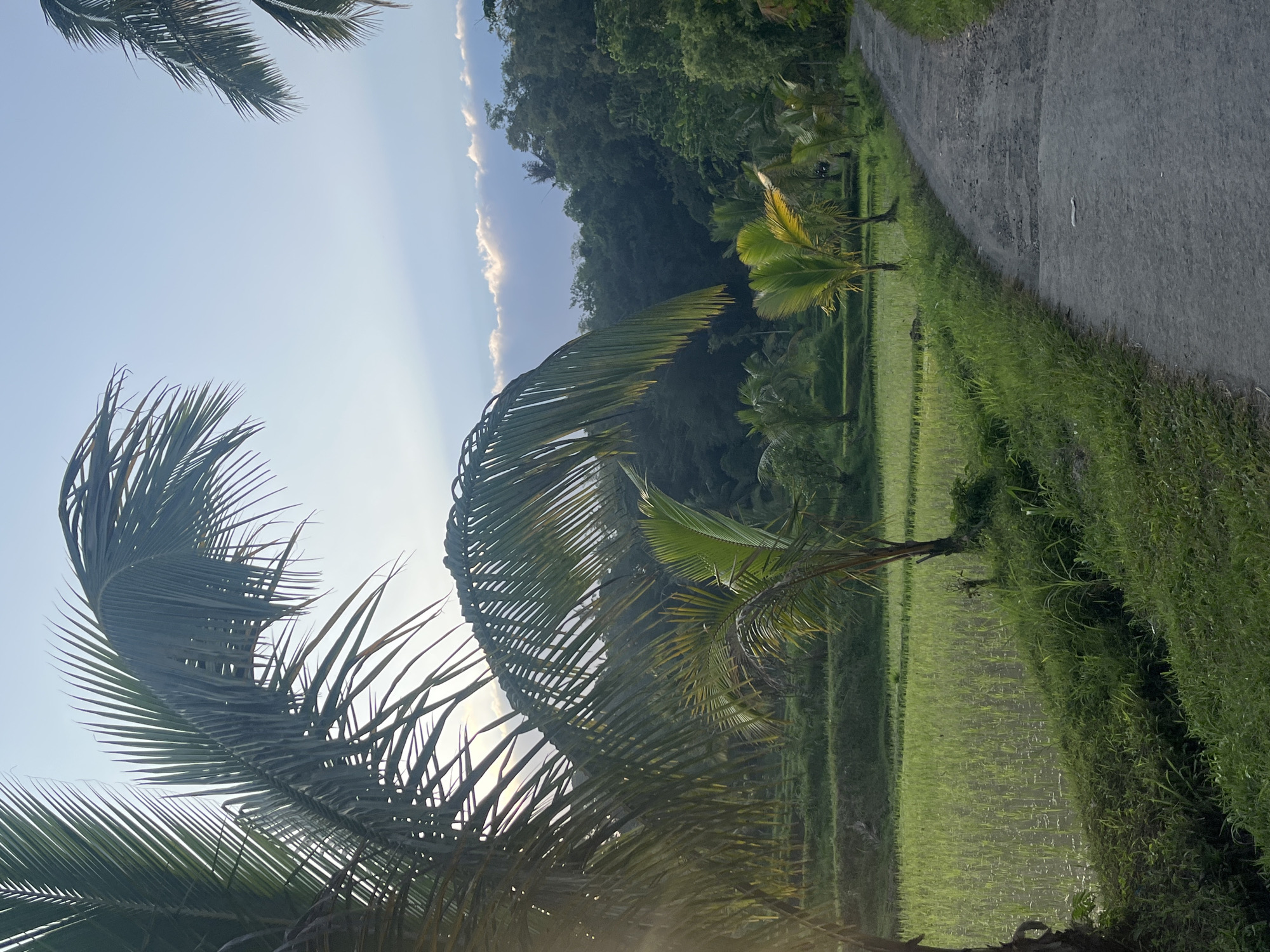 This image captures a rural scene in Tetebatu, Indonesia, likely at sunrise or sunset given the soft lighting and angled sunbeams piercing through the clouds. A paved, somewhat worn path curves through the frame on the right, bordered by lush green grass and vegetation. To the left of the path lies a vibrant green rice paddy, meticulously terraced and reflecting the sky. In the foreground, large palm fronds dominate the left side, with their feathery leaves reaching out towards the camera and the sky. Several smaller palm trees are scattered throughout the scene, particularly near the rice paddy. The background is filled with a dense, dark green forest that slopes upwards, meeting a pale blue sky streaked with wispy, illuminated clouds. No people or animals are visible in the image.
