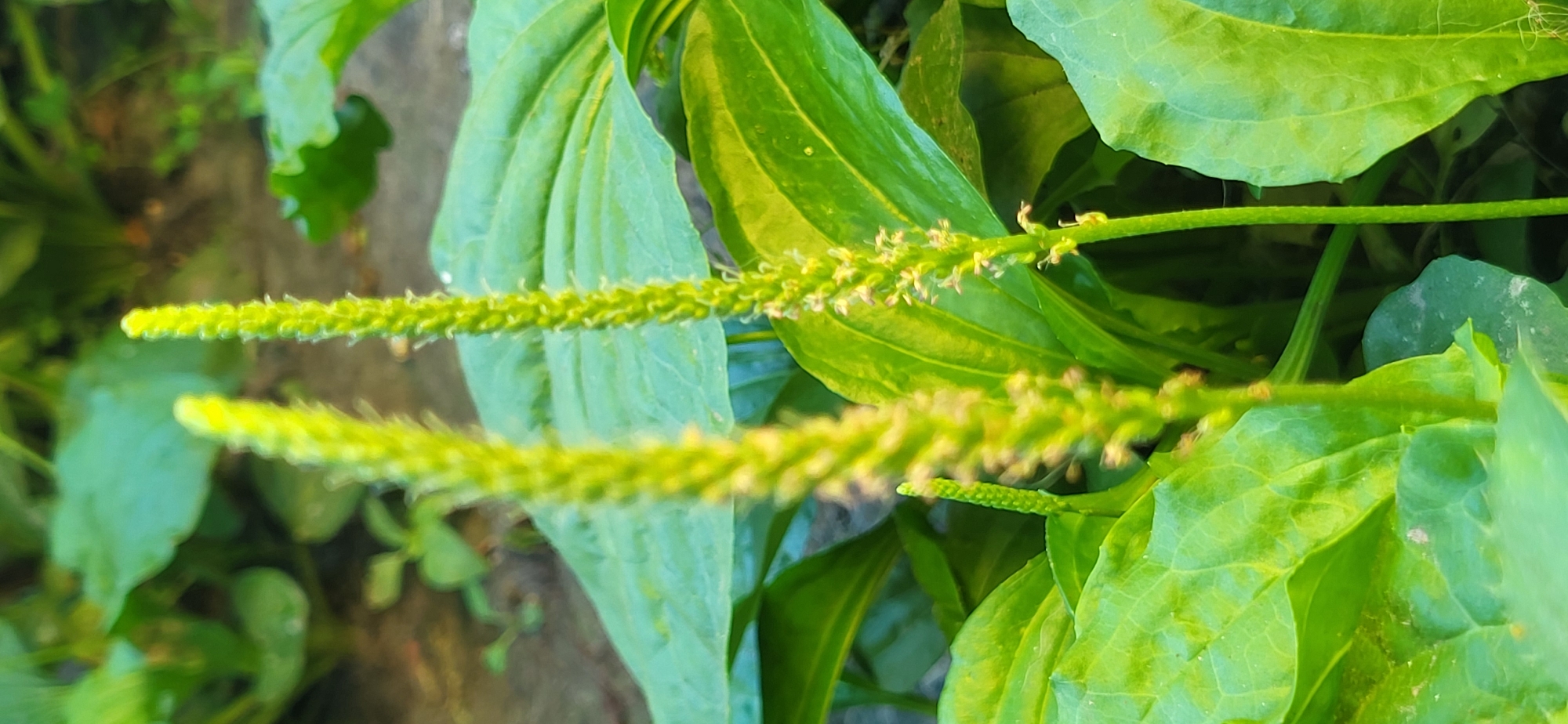This is a close-up, eye-level outdoor photograph taken in the city of Tetianivka, Ukraine. The image features two tall, thin, spiky green flower stalks that are the primary subjects, positioned slightly off-center to the left and right of the frame. These stalks are in focus, with the one on the left being slightly more blurred than the one on the right. Both stalks are covered in tiny, light-colored florets. Surrounding the flower stalks are large, broad, dark green leaves, typical of plantain plants. The background consists of more blurred green foliage and a patch of dark, earthy ground. The lighting suggests it is daytime, with sunlight illuminating the scene and creating subtle highlights on the leaves.