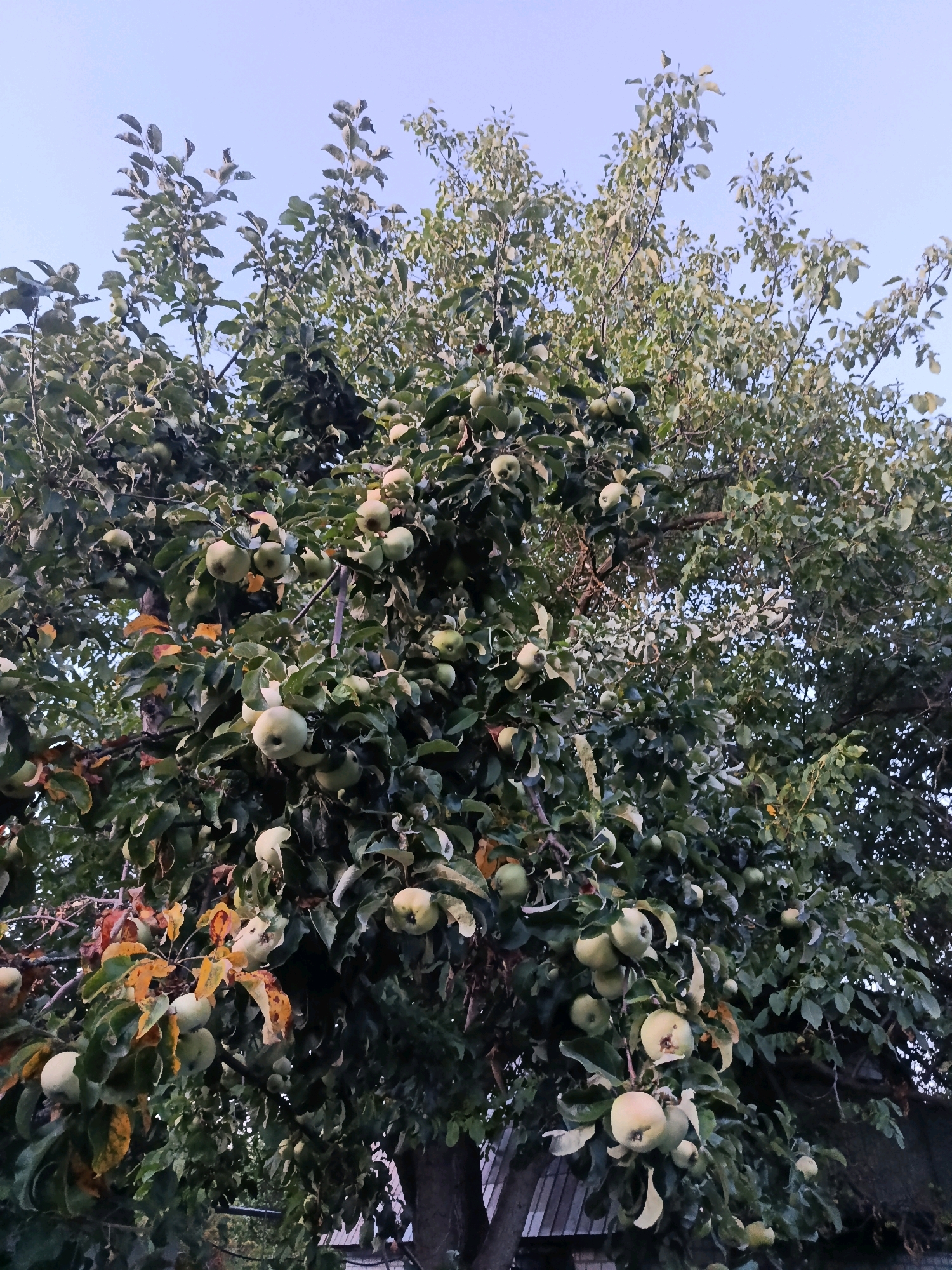 The image is a medium shot of an apple tree heavily laden with unripe green apples, viewed from below against a light blue sky. The tree is dense with foliage, with some leaves showing signs of autumnal yellowing. Several clusters of apples are visible throughout the branches, varying in size and ripeness. In the background, the edge of a structure, possibly a fence or a roof, is partially visible. The overall scene suggests an outdoor setting in a rural or suburban environment. The specific location of Smila, Ukraine, is not visually represented in the image.