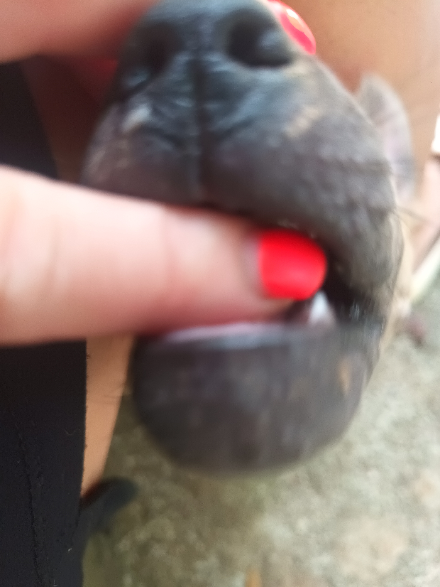 A close-up, blurry photograph captures an intimate interaction between a human and an animal, likely a dog or puppy, in Baan Thong Nang, Thailand. The central focus is on a human finger, adorned with bright red nail polish, gently positioned inside the animal's dark, wet-looking snout and mouth. Visible are the animal's small, white teeth.
The animal's face, specifically its nose and mouth area, is dark-colored, possibly black or dark brown, with some lighter patches on the fur. The human hand is partially visible on the left side of the frame, with the skin tone appearing light.
The background is heavily blurred, suggesting a shallow depth of field or motion blur. Hints of a textured, light-colored surface, possibly concrete or gravel, are discernible on the lower right, implying an outdoor setting. Other vague, soft shapes in the background suggest further indistinct elements of the environment. No specific time of day or weather conditions can be determined from the image, nor are any emotions clearly visible due to the close-up and blurred nature of the shot. There is no visible text in the image.