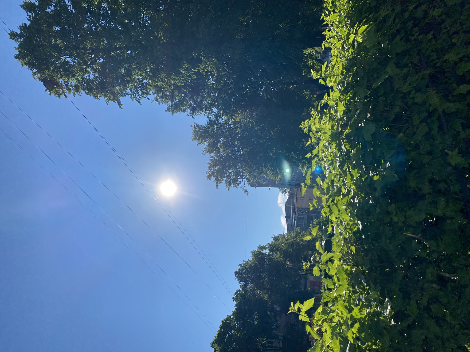 The image depicts a bright, sunny day with the sun prominently visible in the clear blue sky, creating lens flare. Power lines are strung across the upper portion of the frame. In the foreground, lush green foliage, possibly a hedge or bushes, dominates the lower half of the image. Behind the foliage, several large, mature trees with dense green leaves are visible, some of which are silhouetted against the bright sky. In the middle ground, buildings can be seen, suggesting an urban or suburban environment. The architecture of the buildings appears to be typical of residential or mixed-use structures in a Russian city. The overall scene is one of a warm, sunny day in a vegetated urban area. The location is identified as Chaikovsky, Russia.