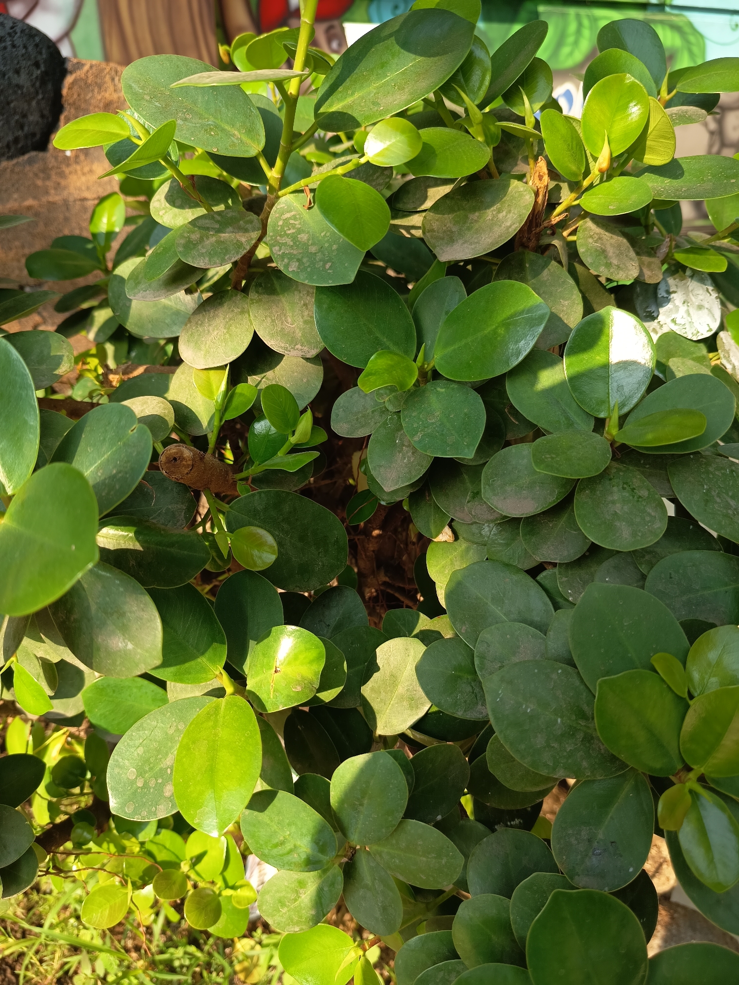 A close-up, high-angle shot captures a dense cluster of glossy, dark green leaves belonging to an ornamental plant. The leaves are rounded with smooth edges and exhibit varying degrees of sunlight exposure, creating areas of bright illumination and soft shadows. In the center of the frame, a small, brown, woody stem is visible, partially obscured by the foliage. The background is blurred but suggests an outdoor setting with hints of textured stone and possibly a mural on a wall. This scene was observed in Gebangan, Indonesia, on an overcast day, approximately at noon.