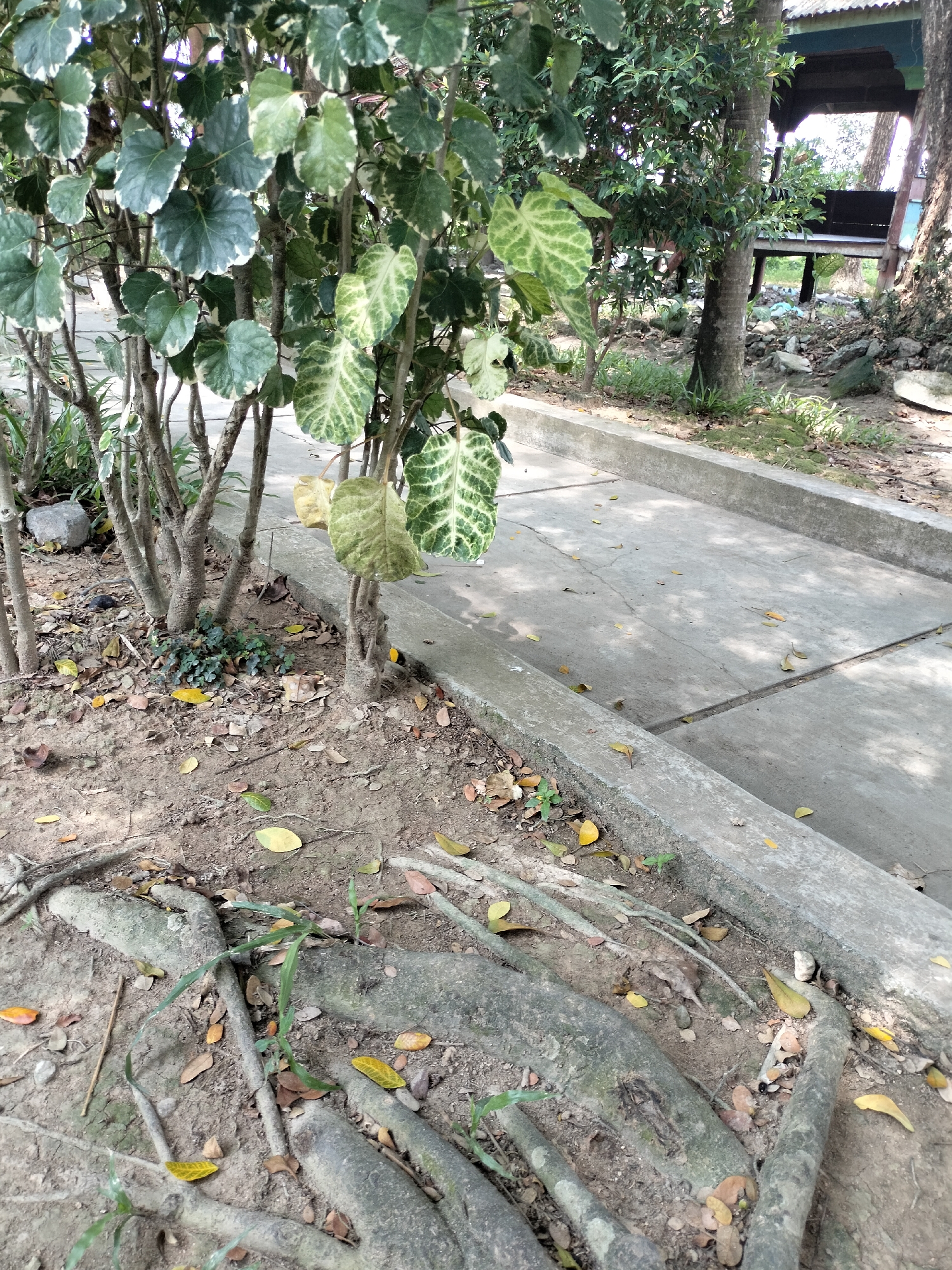 The image depicts an outdoor scene with a paved walkway bordered by a concrete curb. To the left of the walkway, there is a plant with variegated green and white leaves, some of which have fallen to the ground. The ground is a mixture of soil and exposed tree roots. Further to the left and in the background, there are other trees and vegetation, as well as a structure that appears to be a covered seating area with benches. The overall impression is one of a tropical or subtropical environment, possibly a park or garden. The scene is lit by sunlight, casting shadows on the walkway. There are no people visible in the image. The location is identified as Seuneubokpeunteut, Indonesia, suggesting a tropical climate with lush vegetation.