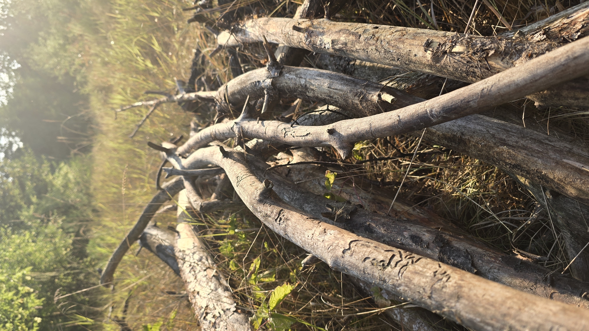 The image depicts a close-up, low-angle view of a pile of fallen branches and logs lying on the ground in a natural, outdoor environment. The branches are various sizes and textures, with some showing rough bark and others appearing smoother and weathered. They are arranged in a somewhat haphazard pile. Surrounding the branches is dry grass and other vegetation, suggesting a field or woodland area. In the background, out of focus, is more green foliage and a bright, possibly sunny, sky with some haze or mist. The lighting suggests it is either early morning or late afternoon, with warm sunlight casting a glow on the scene. There are no people or animals visible in the image. The overall impression is one of natural decay and the passage of time within a rural landscape.
