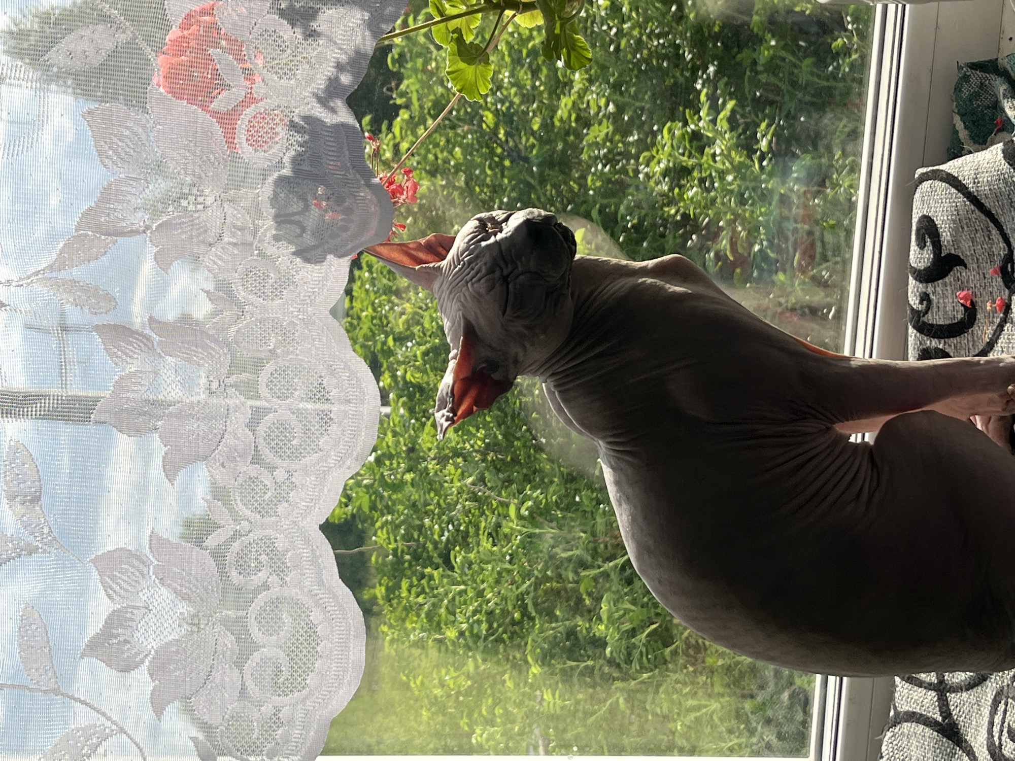 A hairless cat, likely a Sphynx breed, is sitting on a windowsill inside a building. The cat is positioned close to a window, facing towards the outside. Through the window, lush green foliage and trees can be seen, indicating an outdoor environment with vegetation. A white, lacy curtain partially covers the window, obscuring a view of what may be the sky or another building. The location cannot be determined to be within the city of Nizhny Tagil, Russia from the image provided.