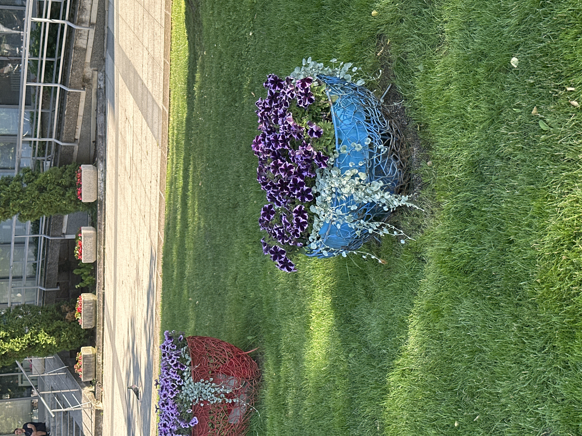 A ground-level, medium shot, outdoor scene shows a flower arrangement on the grass lawn of a park area, featuring a blue wire basket filled with purple and white flowers on the upper right side of the picture and a red wire basket, also filled with purple and white flowers, to the lower left side of the picture.
Adjacent to a stone walking path on the left side of the picture, sit potted plants along a building with large metal framed windows. Two people are seen near the building to the lower left of the picture.
The background is filled with green lawn and the photograph appears to have been taken during daylight hours.
The location is most likely the city of Montana, Bulgaria.