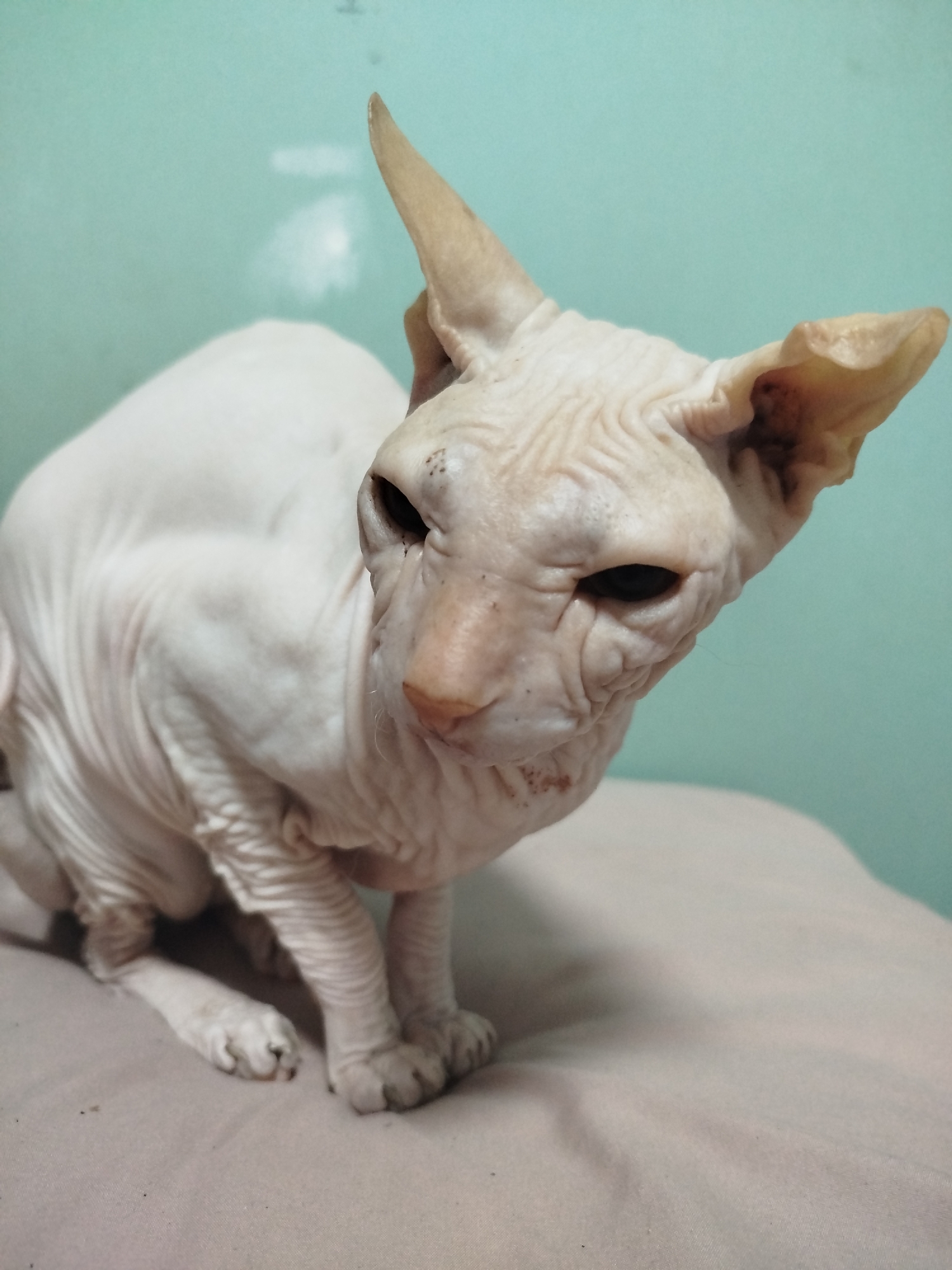 The media file shows a close-up, low-angle shot of a hairless Sphynx cat. The cat is predominantly pale pink with noticeable wrinkles and folds on its skin, particularly around its face and neck. It has large, prominent ears that are pointed upwards, and its eyes are dark. The cat is sitting on a light-colored surface, possibly a cushion or blanket, which appears soft and textured. The background is a solid, muted greenish-blue color, suggesting an indoor setting. The lighting is somewhat dim, casting soft shadows and highlighting the texture of the cat's skin. There are no people visible in the image, and the focus is entirely on the cat. The overall impression is one of a detailed portrait of the animal, emphasizing its unique physical characteristics. There is no visible text in the image. The provided location context of Zavodoukovsk, Russia, does not offer any specific visual cues within the image itself.